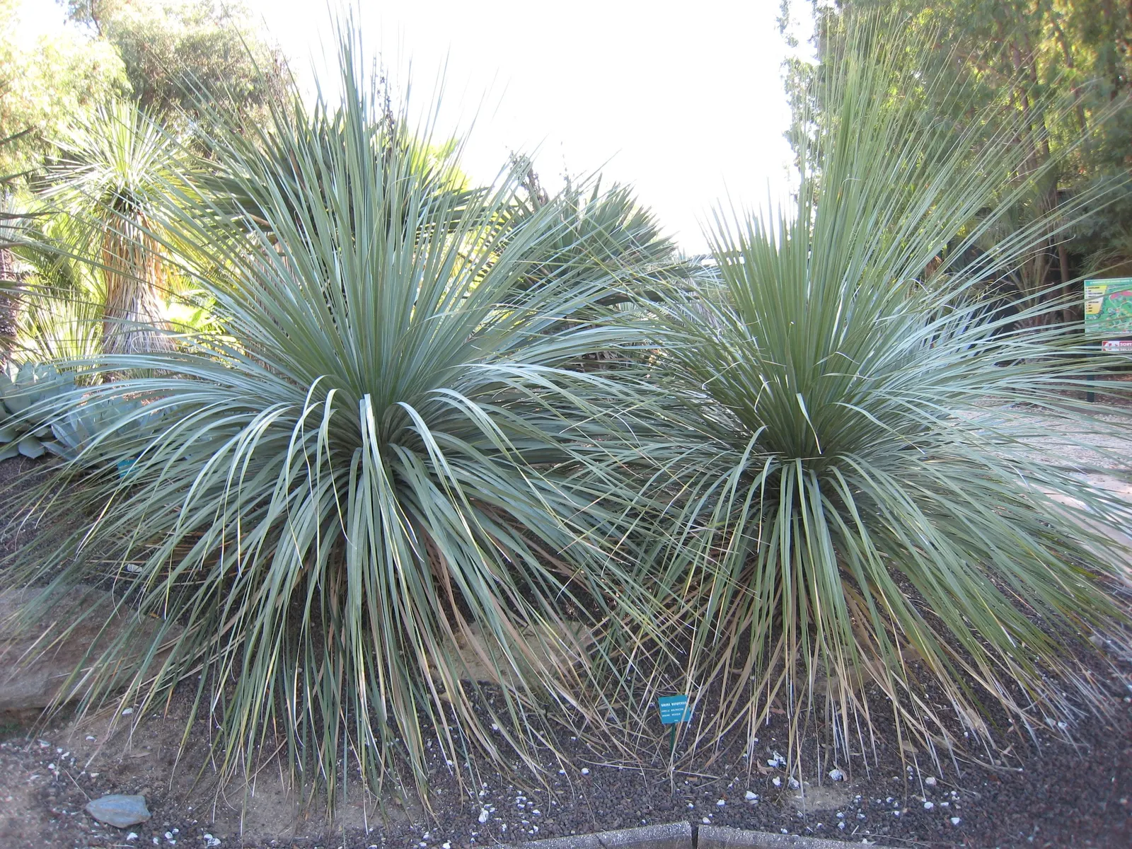 Sonoran Tree Bear Grass, Tuya (Nolina Matapensis) — Ideal for xeriscaping, it requires minimal water and well-draining soil, full sun to partial shade