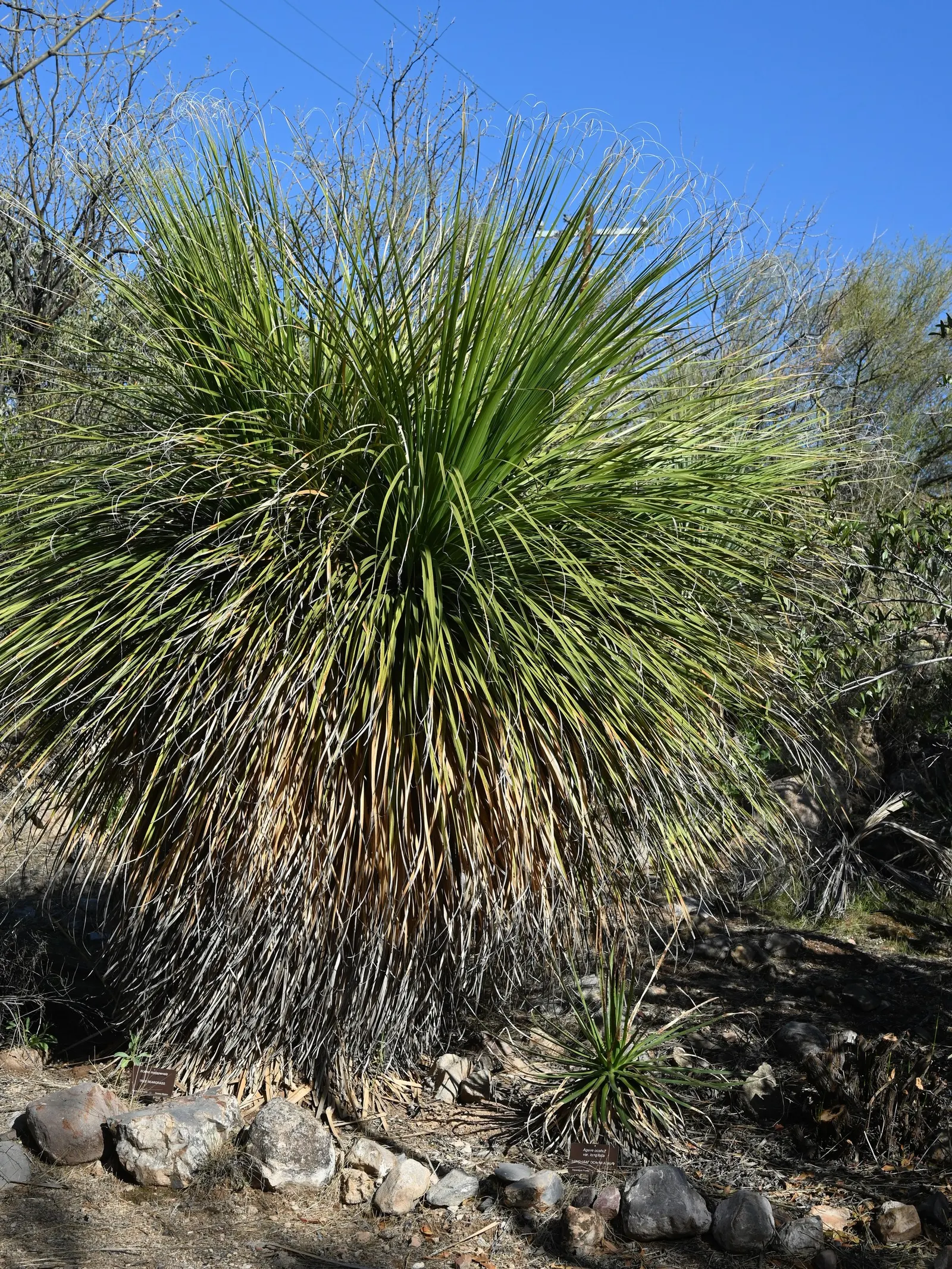Sonoran Tree Bear Grass, Tuya (Nolina Matapensis) — Its dense rosettes of narrow, leathery leaves and tall, creamy-white bloom spikes add unique vertical