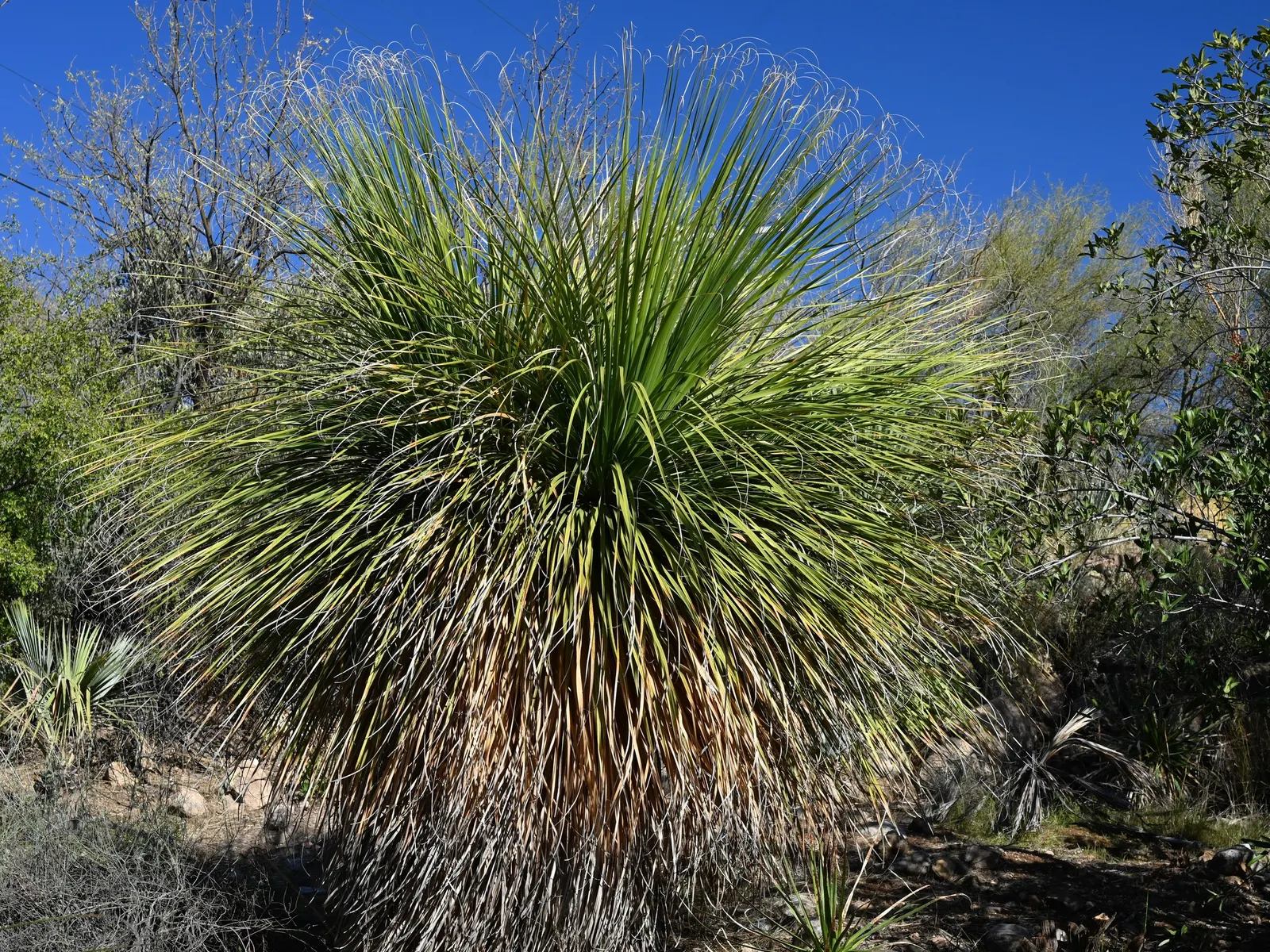 Sonoran Tree Bear Grass, Tuya (Nolina Matapensis) — The Sonoran Tree Bear Grass (Tuya), or Nolina matapensis, thrives in the warm climate of the Sonoran Desert