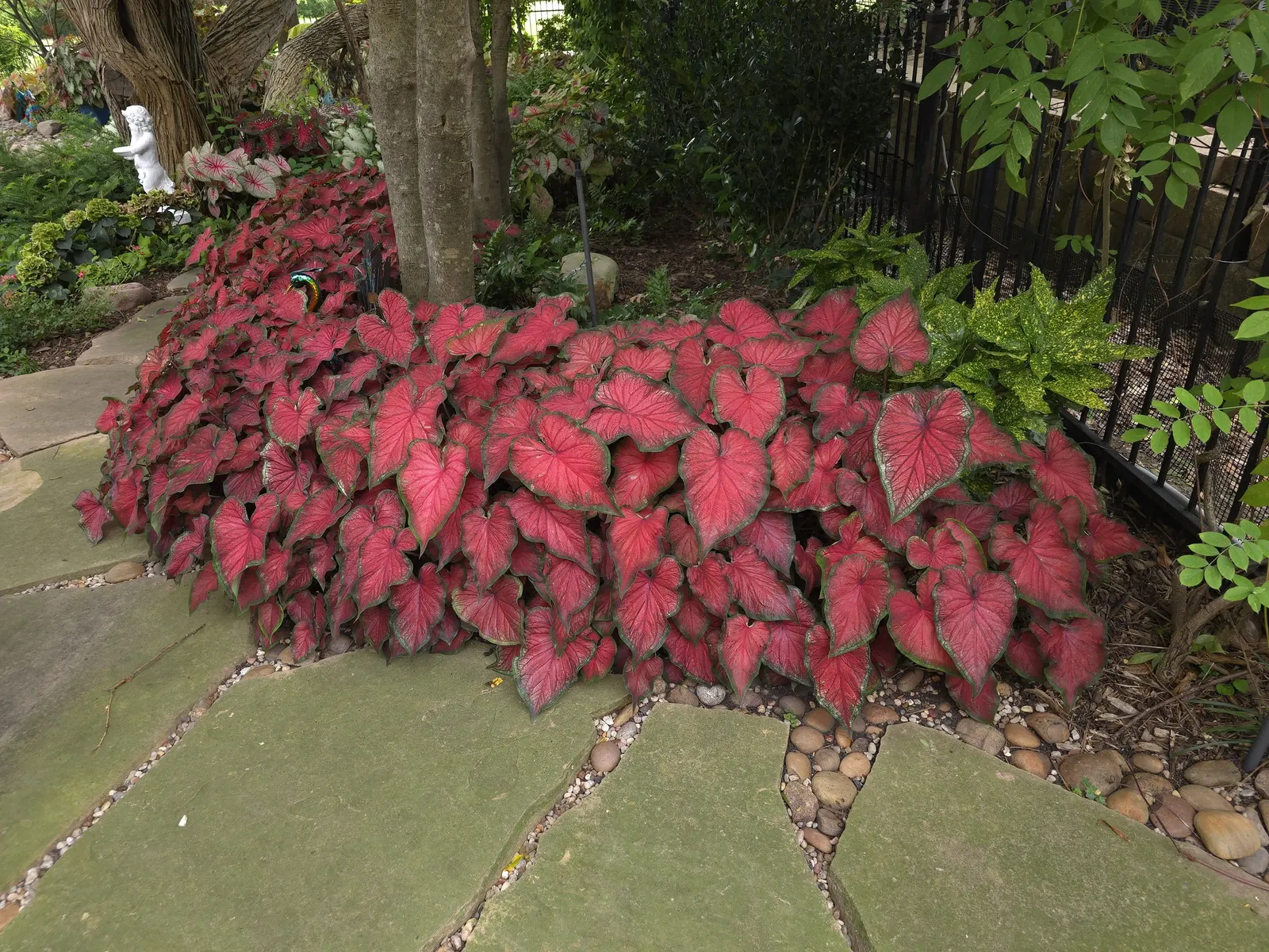 'Hot Flash' Sun or Shade Caladium (Caladium hortulanum) — Upright plants mature at 15-20 inches tall and 8-10 inches wide