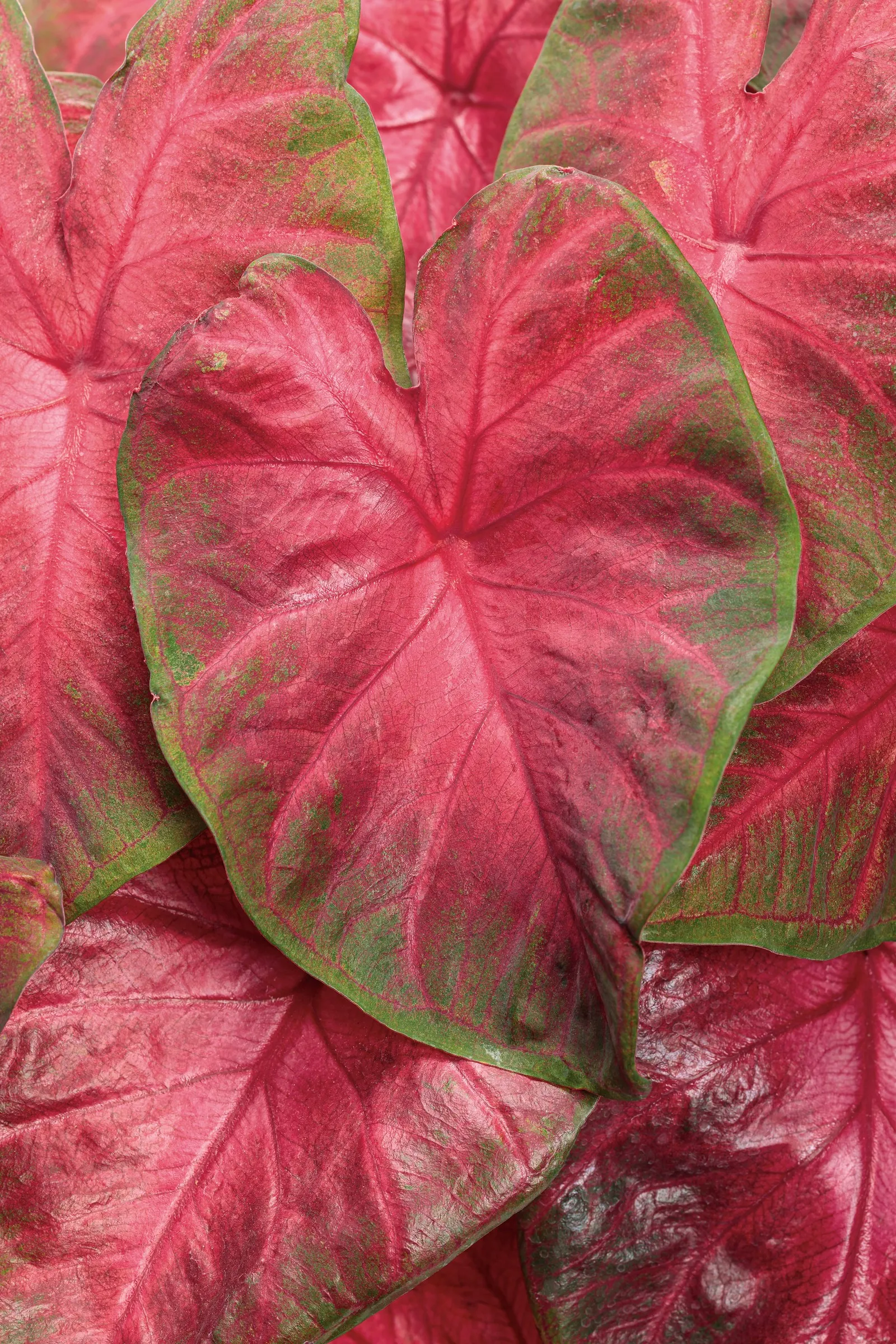 'Hot Flash' Sun or Shade Caladium (Caladium hortulanum) — Deer resistant and easy to grow
