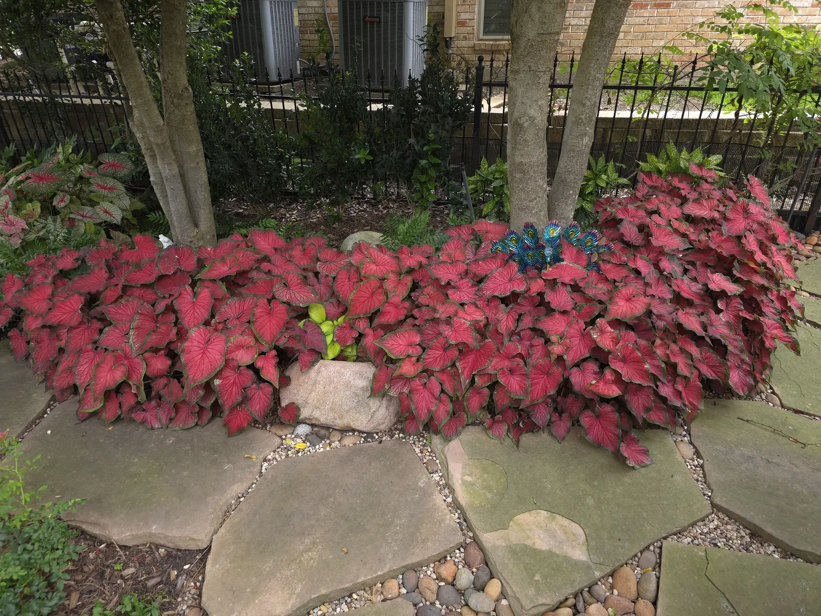 'Hot Flash' Sun or Shade Caladium (Caladium hortulanum) — It thrives in sun or shade with warm temperatures