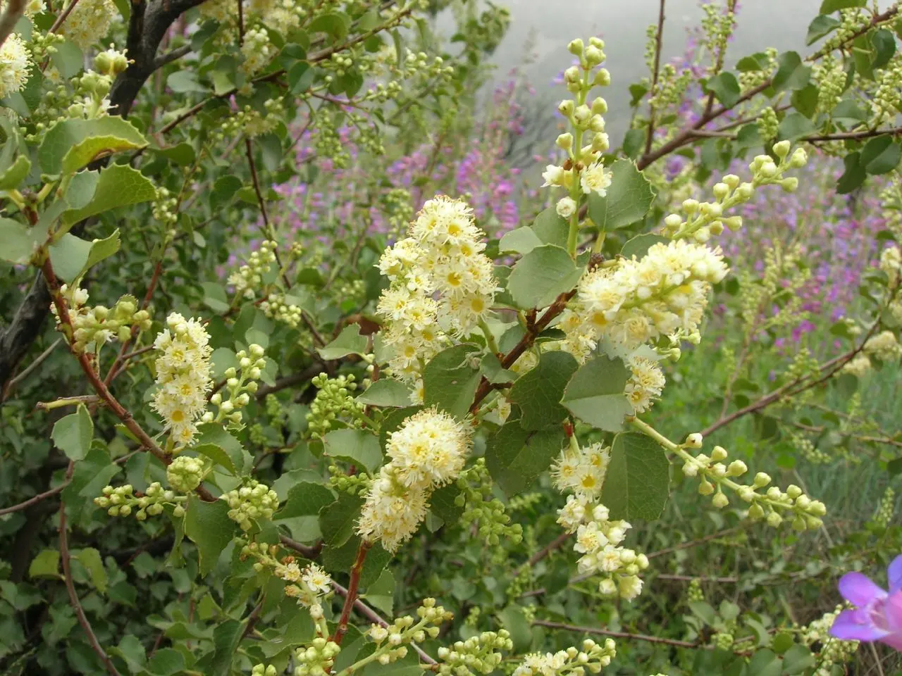 Hollyleaf Cherry (Prunus Ilicifolia Ssp. Ilicifolia) — making it an excellent choice for water-wise landscapes and natural gardens