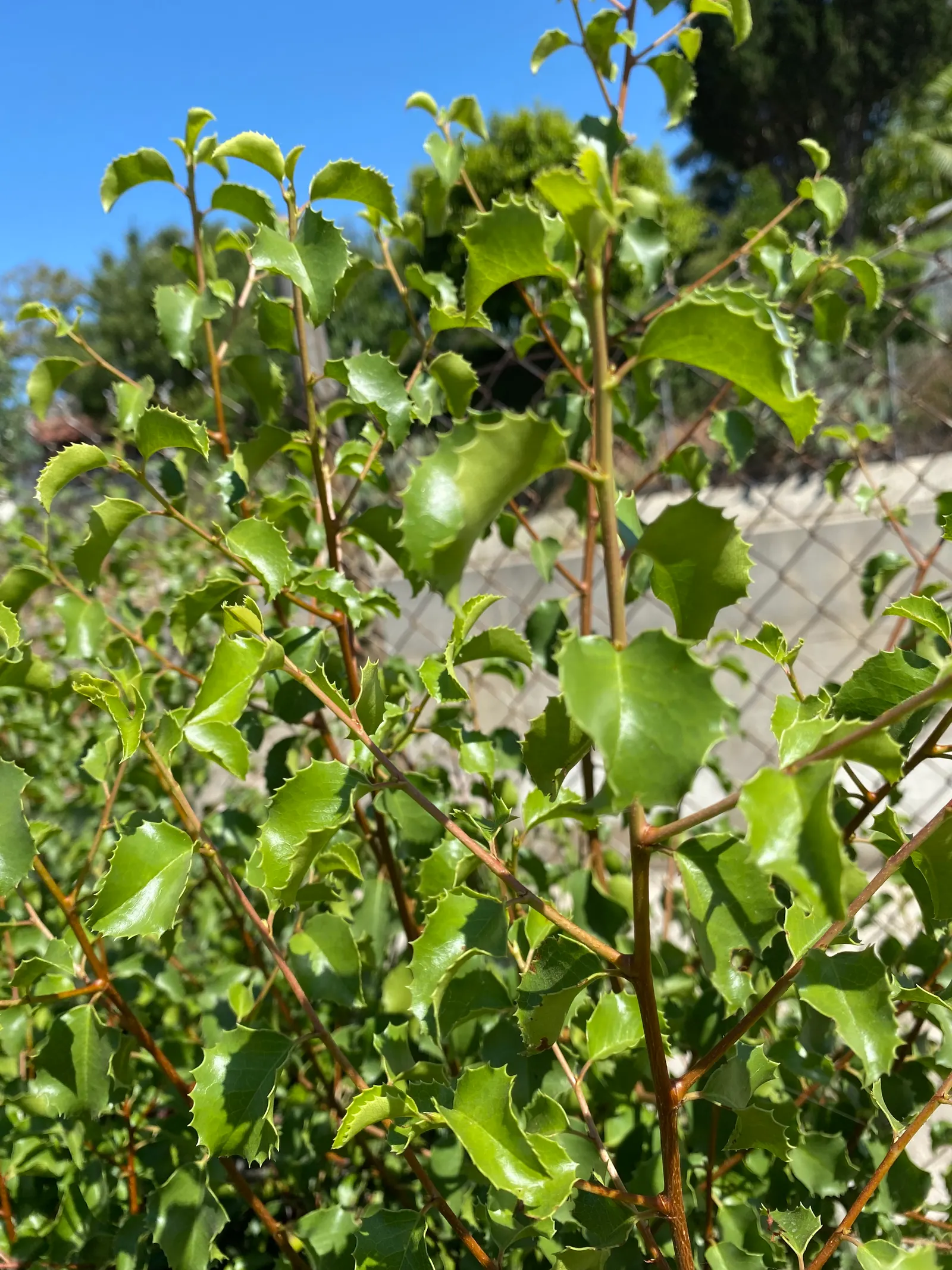 Hollyleaf Cherry (Prunus Ilicifolia Ssp. Ilicifolia) — including birds and mammals