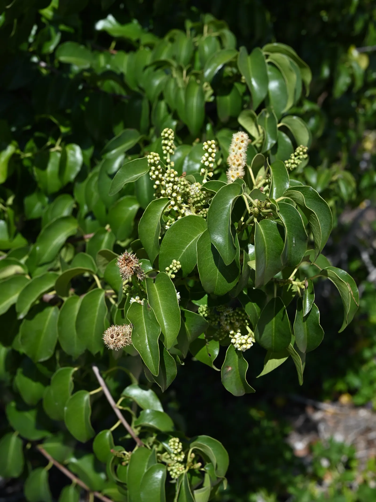 Hollyleaf Cherry (Prunus Ilicifolia Ssp. Ilicifolia) — This hardy plant thrives in full sun