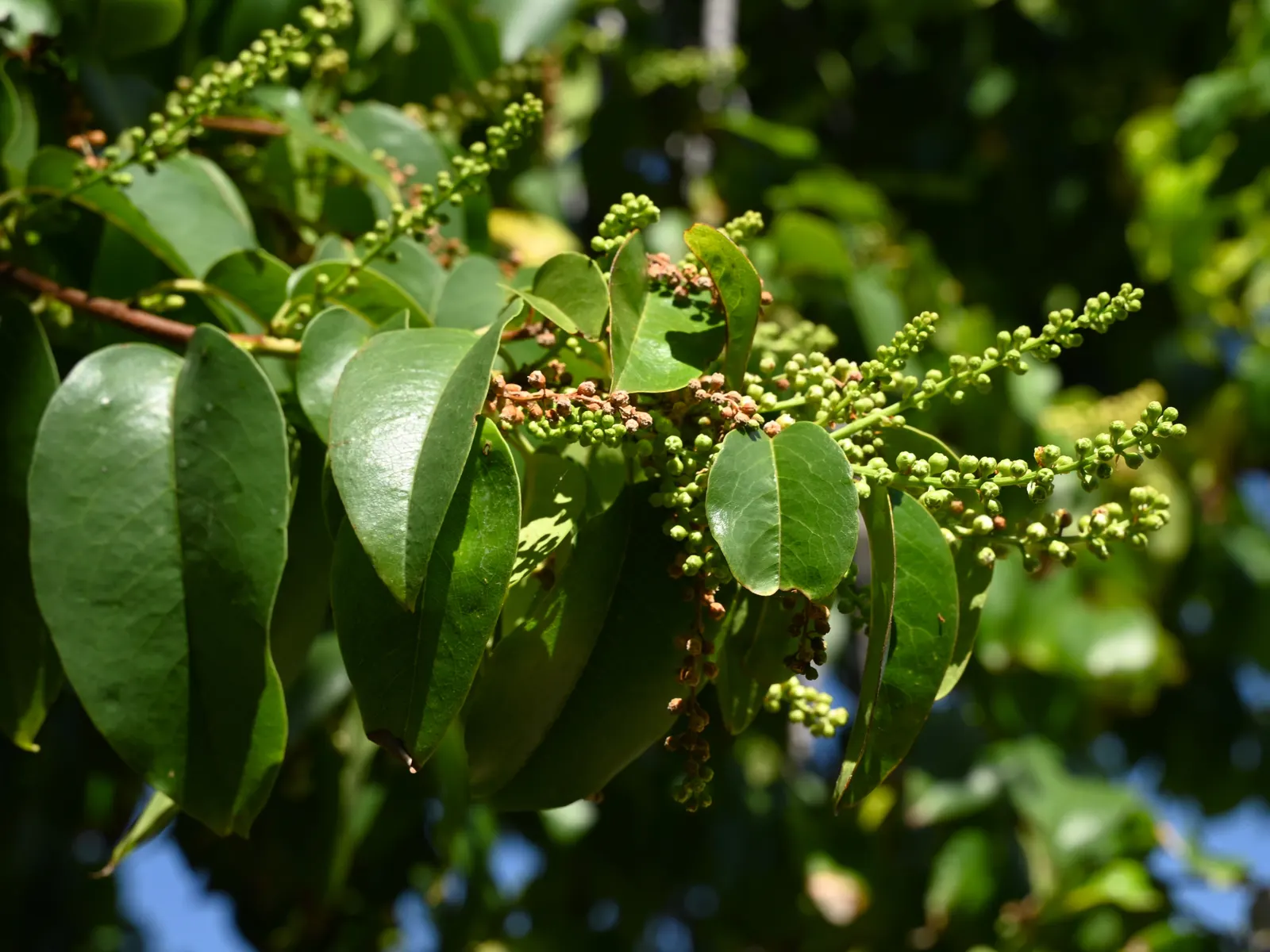 Hollyleaf Cherry (Prunus Ilicifolia Ssp. Ilicifolia) — the plant bears fruits which are small cherries about 0.5 to 1 inch in diameter