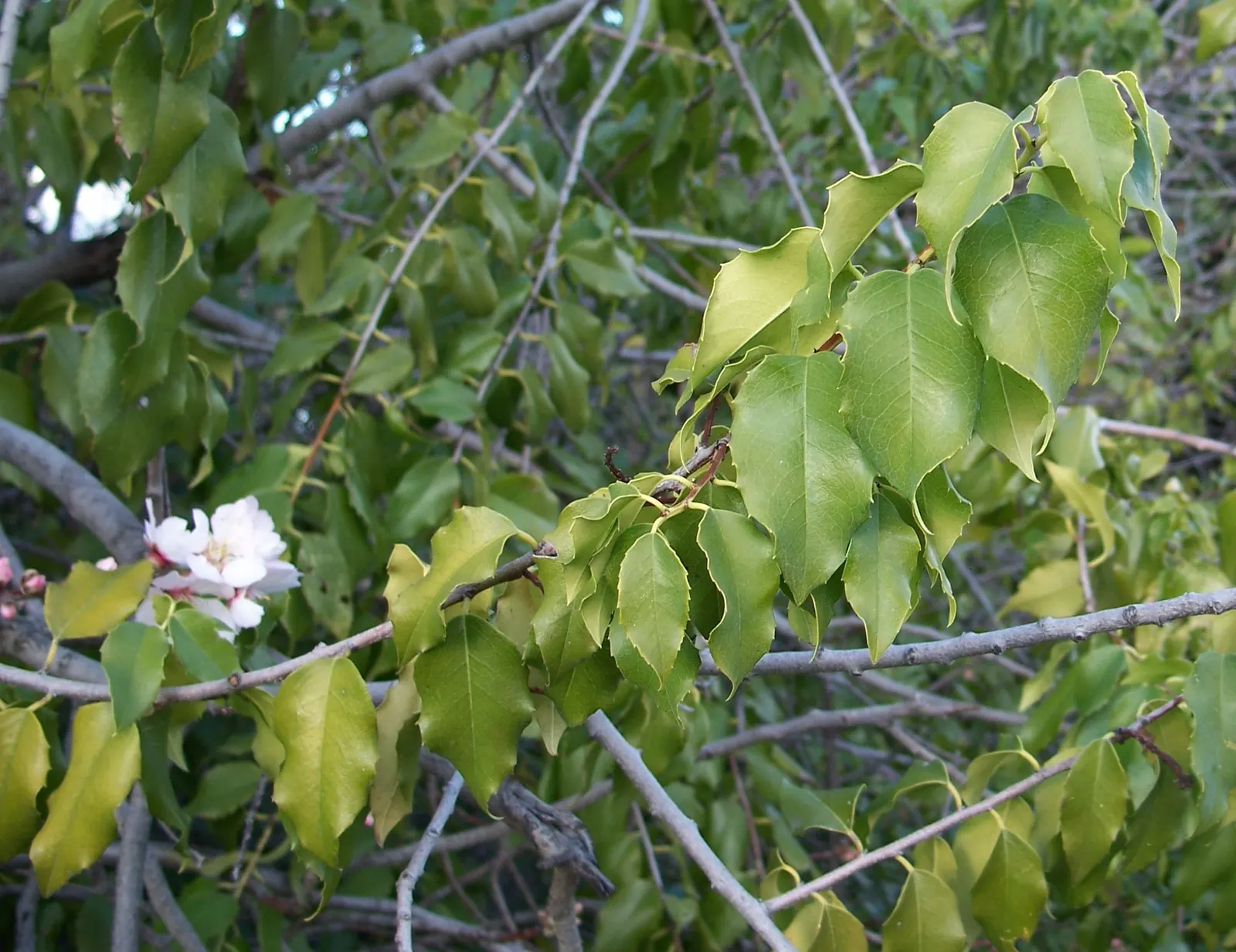 Hollyleaf Cherry (Prunus Ilicifolia Ssp. Ilicifolia) — it provides dense foliage year-round