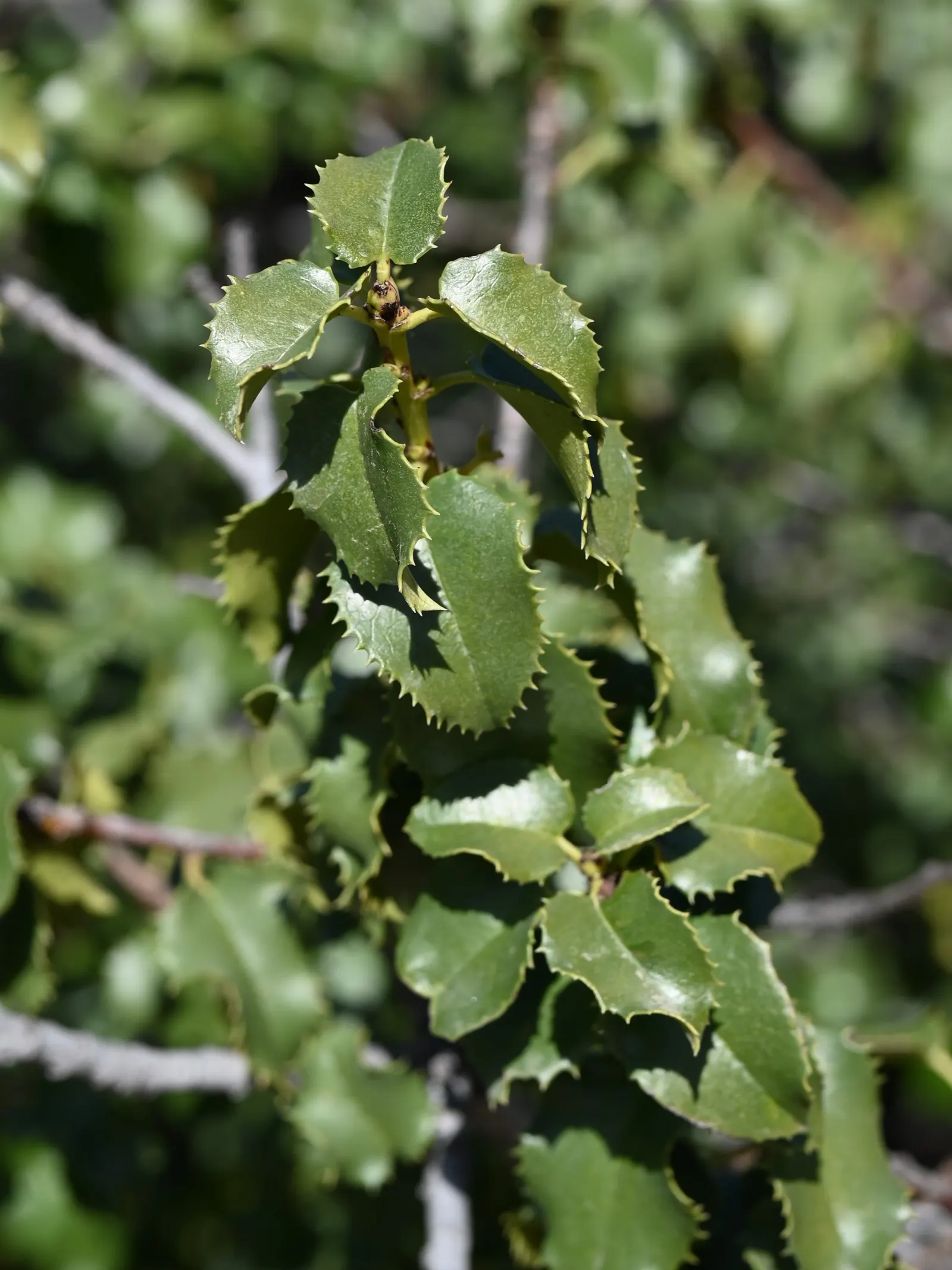 Hollyleaf Cherry (Prunus Ilicifolia Ssp. Ilicifolia) — starting green and maturing to a deep purple or black