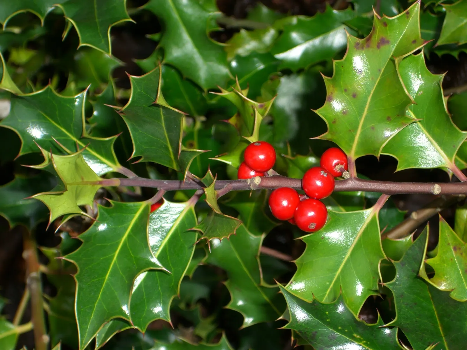 Hollyleaf Cherry (Prunus Ilicifolia Ssp. Ilicifolia) — that measure up to 2 inches in length
