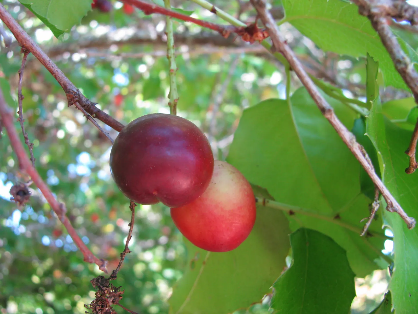 Hollyleaf Cherry (Prunus Ilicifolia Ssp. Ilicifolia) — As a landscape architect assistant