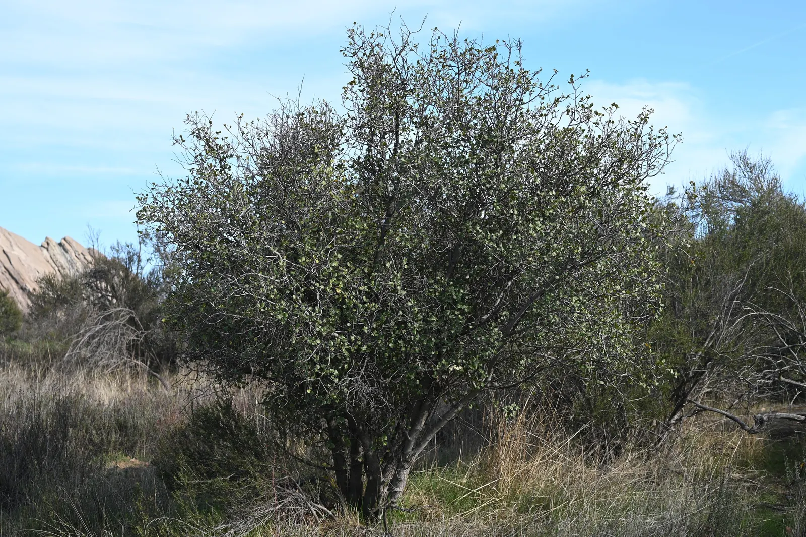 Hollyleaf Cherry (Prunus Ilicifolia Ssp. Ilicifolia) — the Hollyleaf Cherry produces attractive white to cream flowers in small clusters