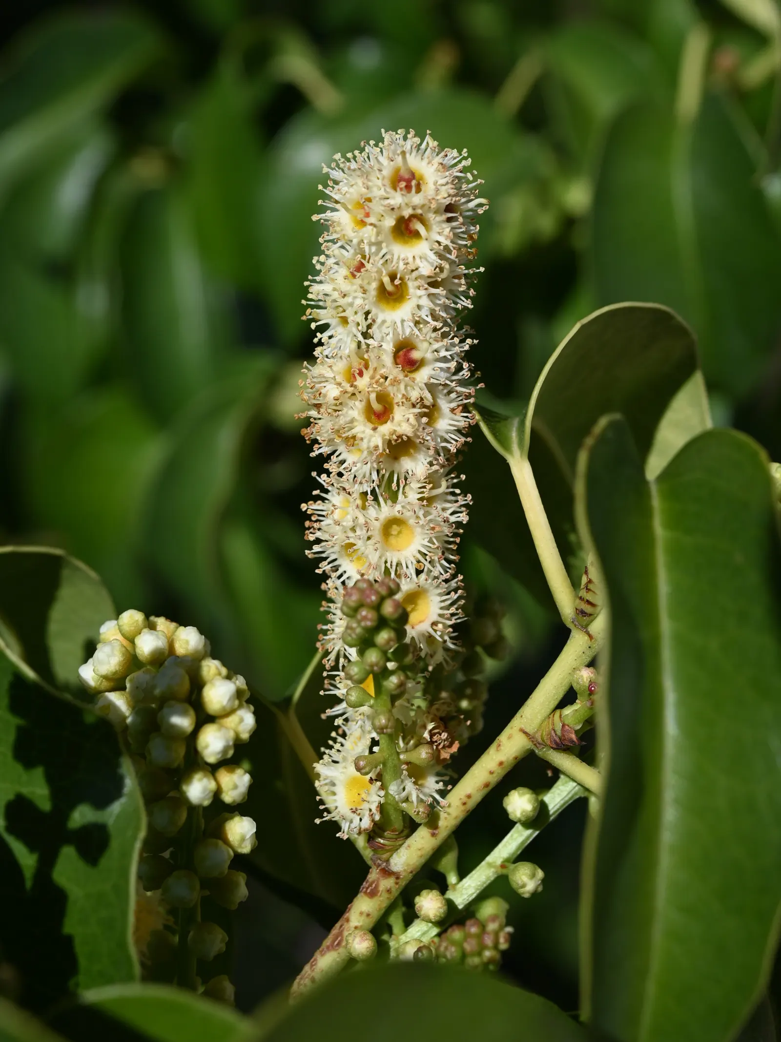 Hollyleaf Cherry (Prunus Ilicifolia Ssp. Ilicifolia) — and is drought-tolerant once established