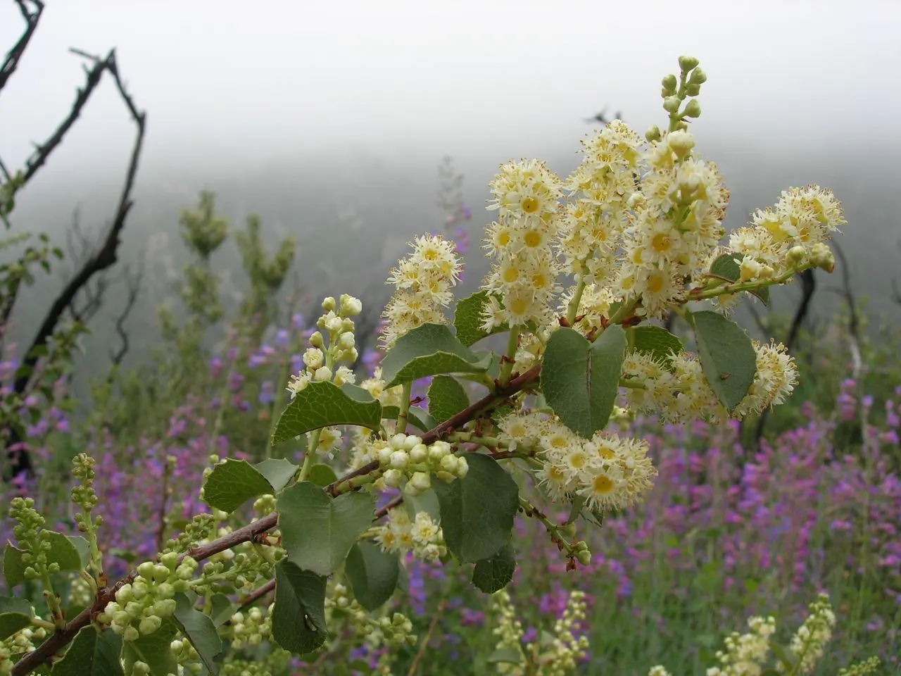 Hollyleaf Cherry (Prunus Ilicifolia Ssp. Ilicifolia) — It flaunts glossy, holly-like foliage and in spring, bears clusters of fragrant white flowers