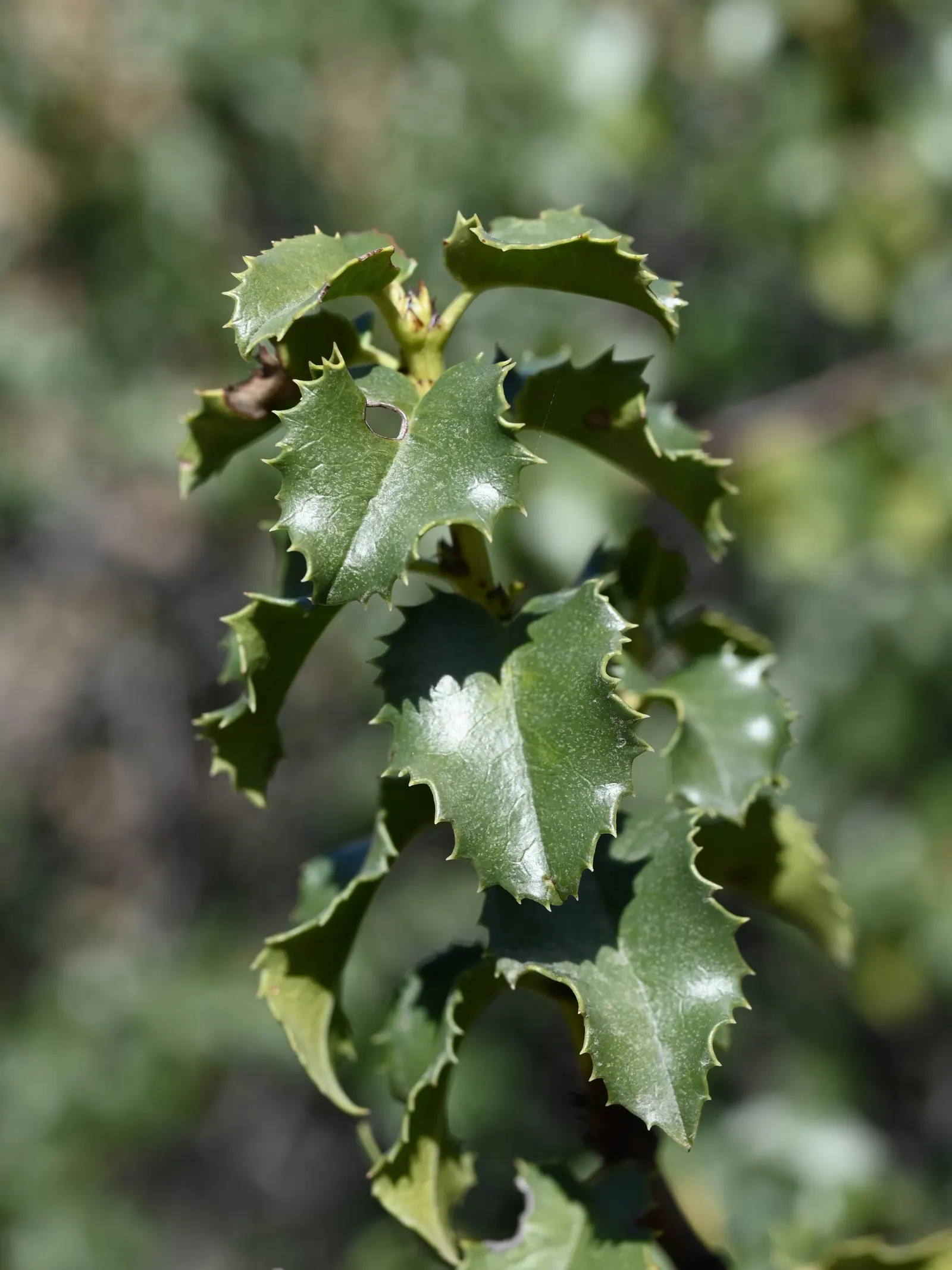 Hollyleaf Cherry (Prunus Ilicifolia Ssp. Ilicifolia) — By late summer or early fall
