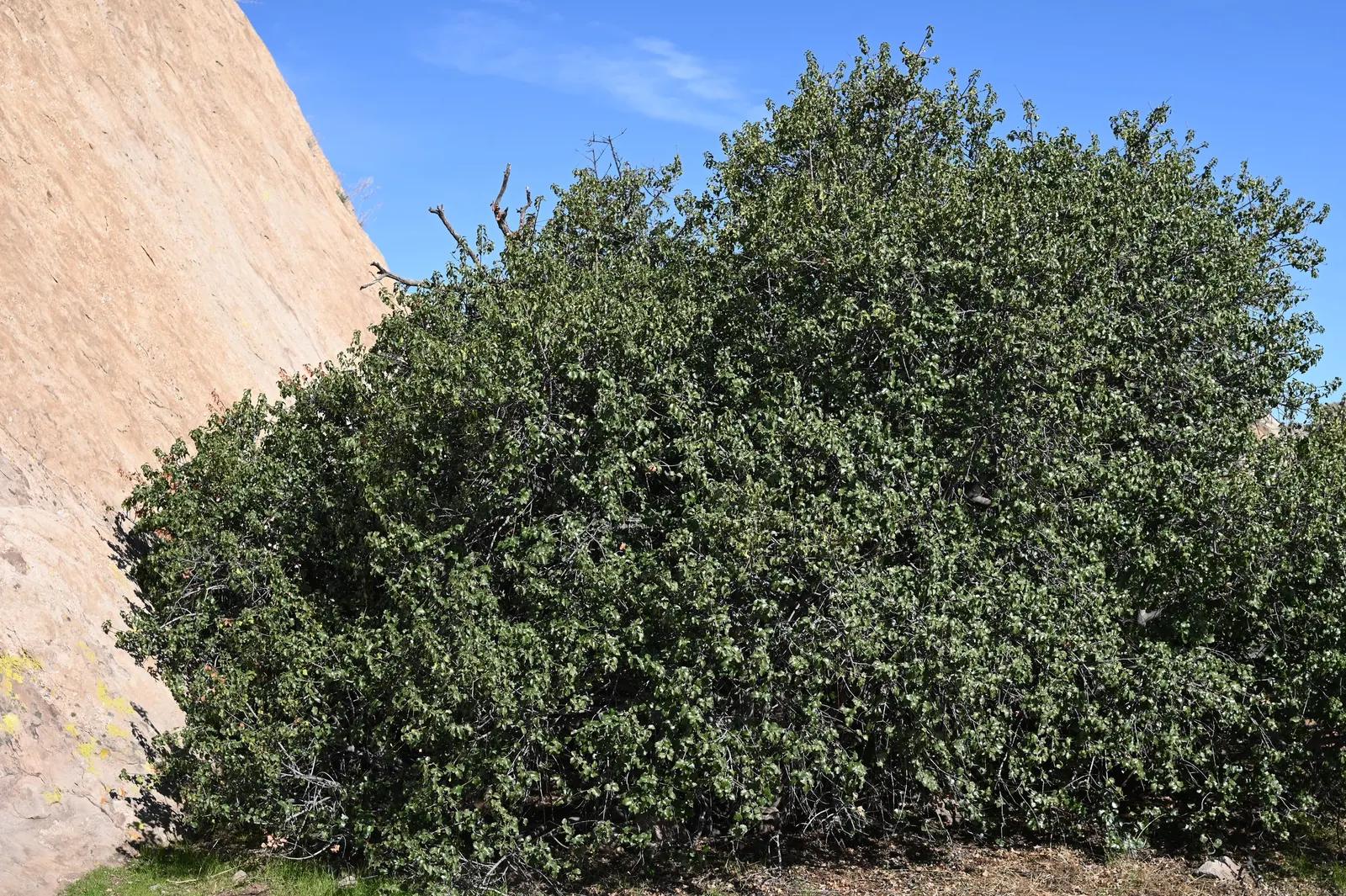 Hollyleaf Cherry (Prunus Ilicifolia Ssp. Ilicifolia) — creating excellent privacy screens or windbreaks.<br><br>In late spring