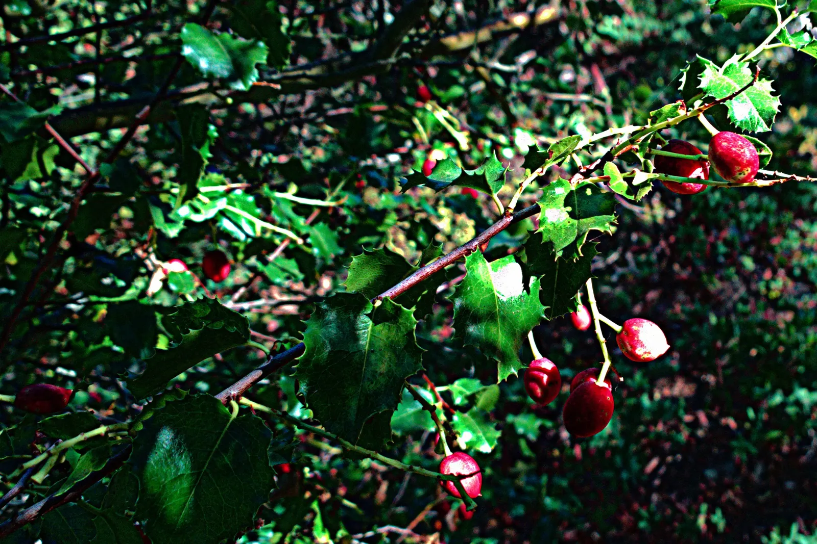 Hollyleaf Cherry (Prunus Ilicifolia Ssp. Ilicifolia) — spiny-toothed dark green leaves