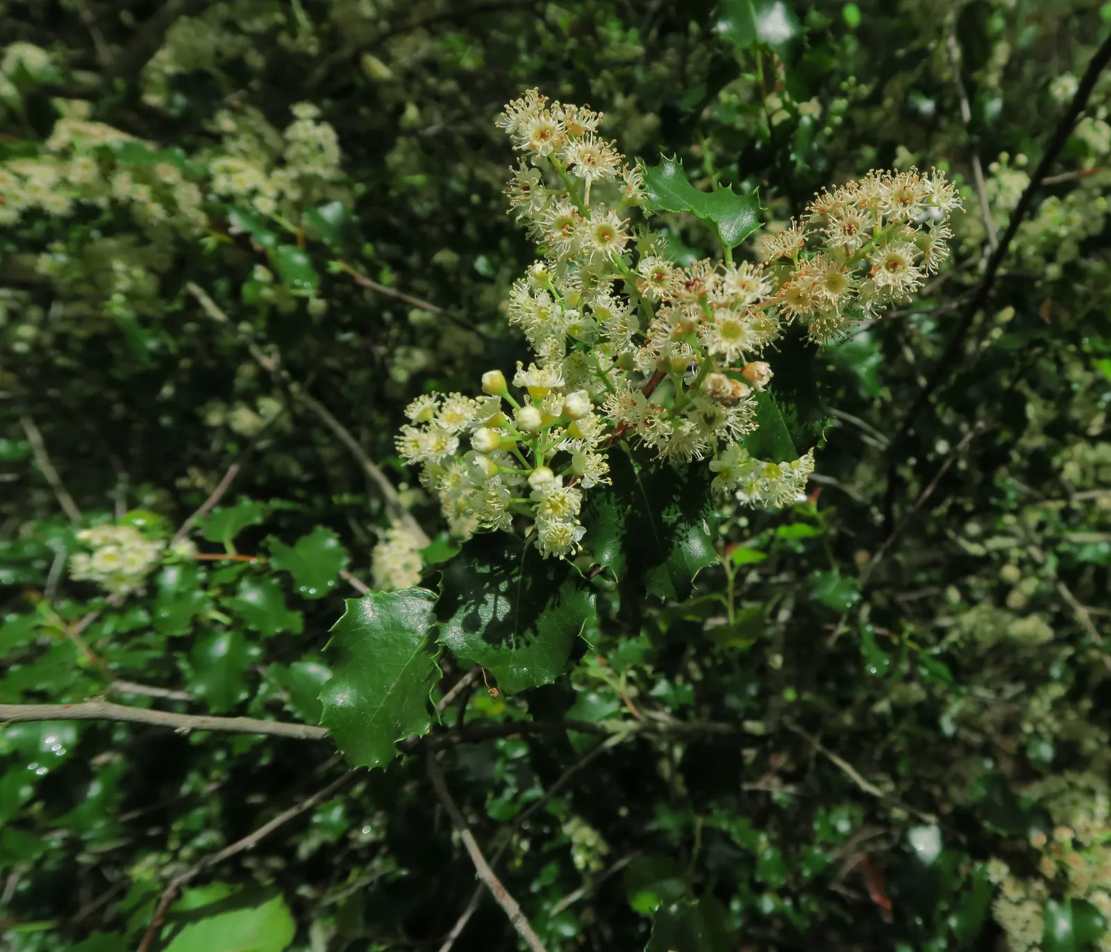 Hollyleaf Cherry (Prunus Ilicifolia Ssp. Ilicifolia) — The Hollyleaf Cherry, scientifically designated as Prunus ilicifolia ssp