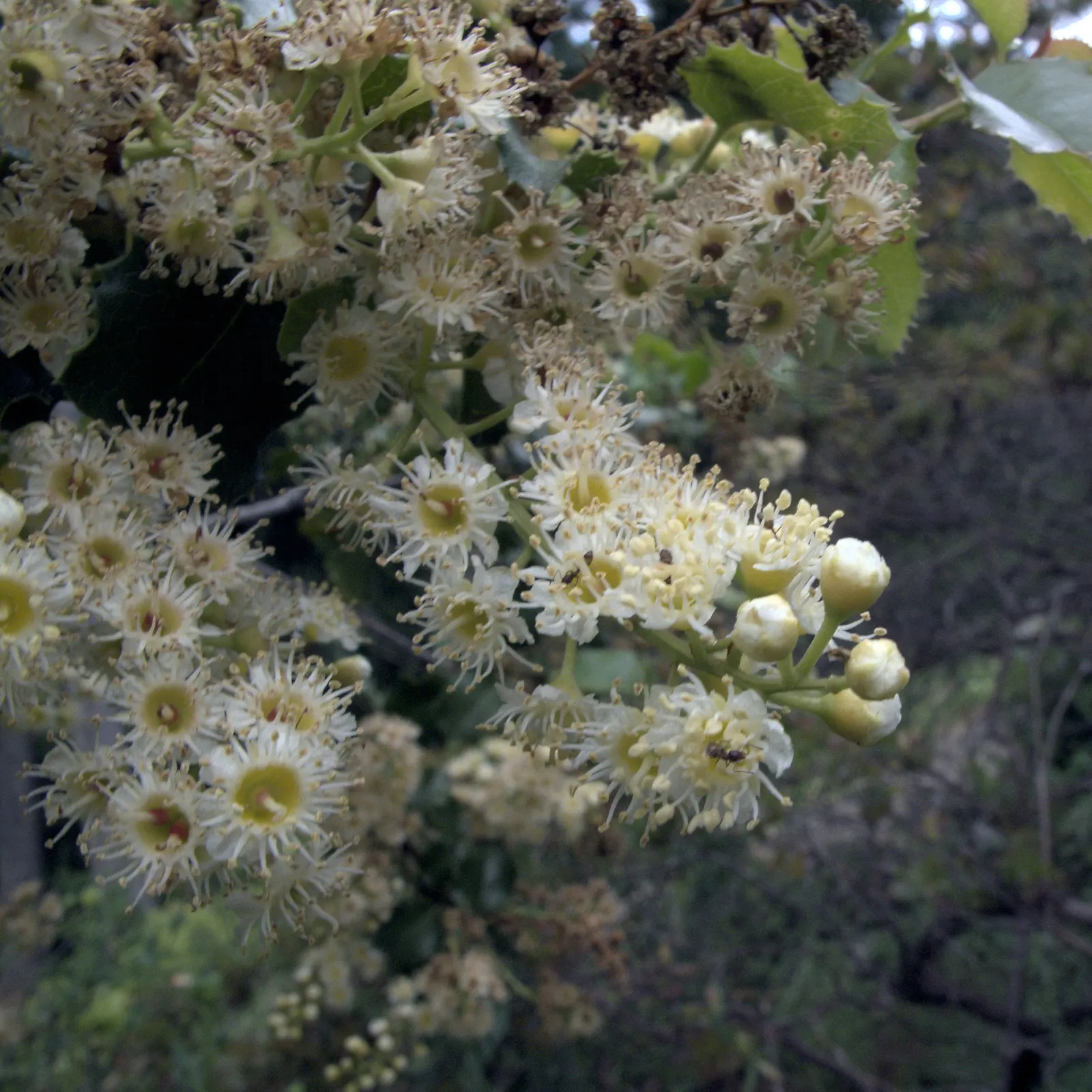 Hollyleaf Cherry (Prunus Ilicifolia Ssp. Ilicifolia) — Distinctive for its holly-like