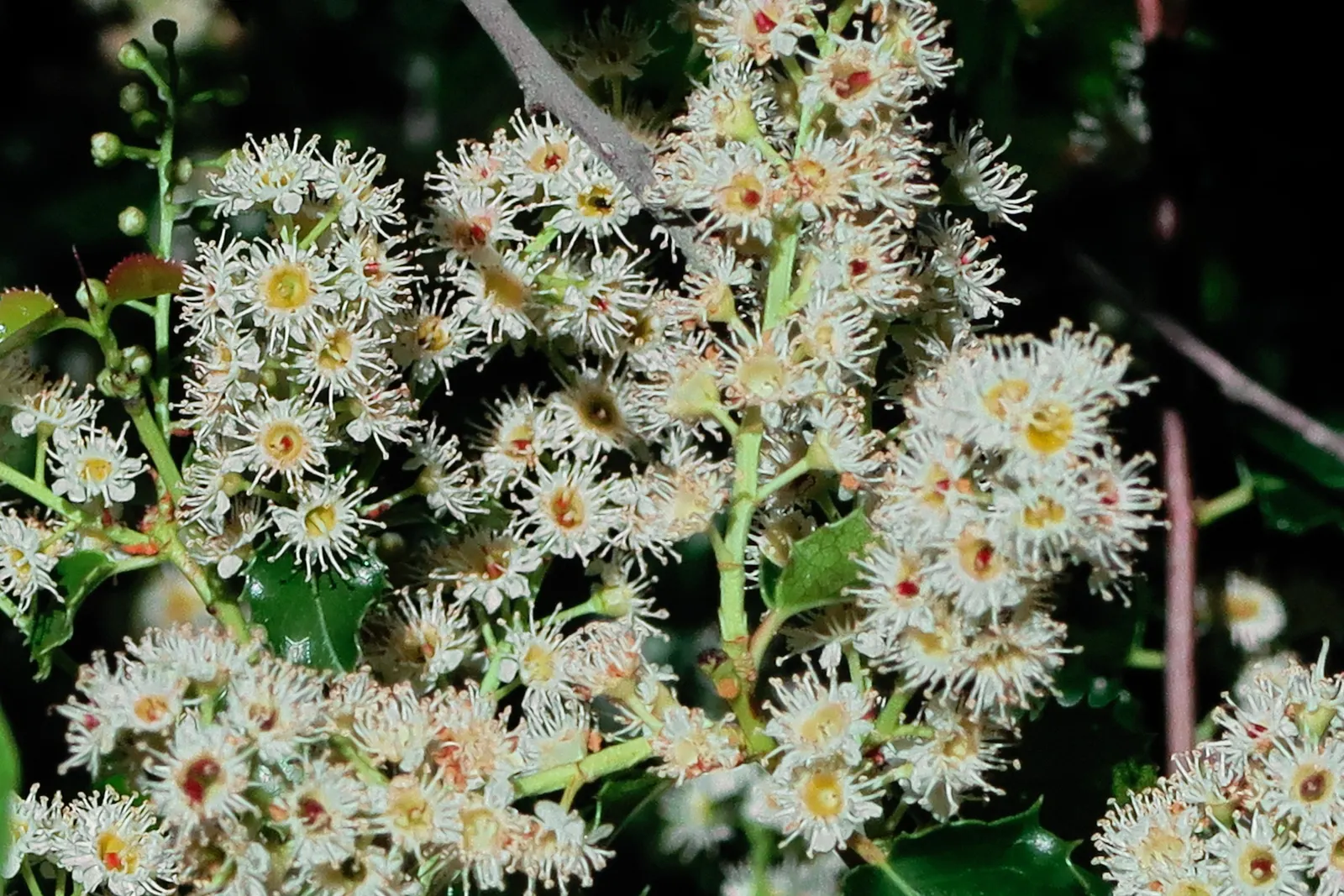 Hollyleaf Cherry (Prunus Ilicifolia Ssp. Ilicifolia) — The Hollyleaf Cherry, Prunus ilicifolia ssp