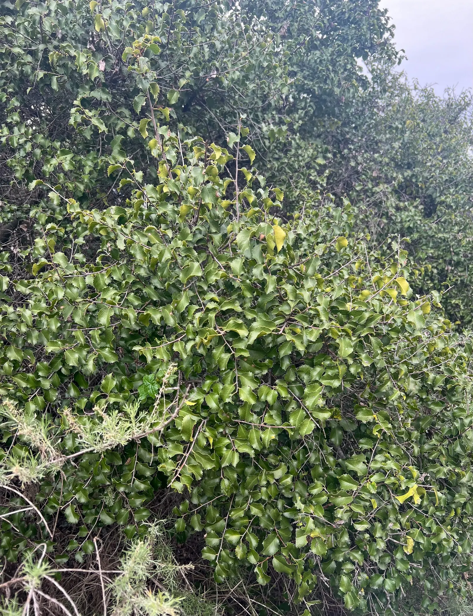 Hollyleaf Cherry (Prunus Ilicifolia Ssp. Ilicifolia) — The fruit provides a valuable food source for local wildlife