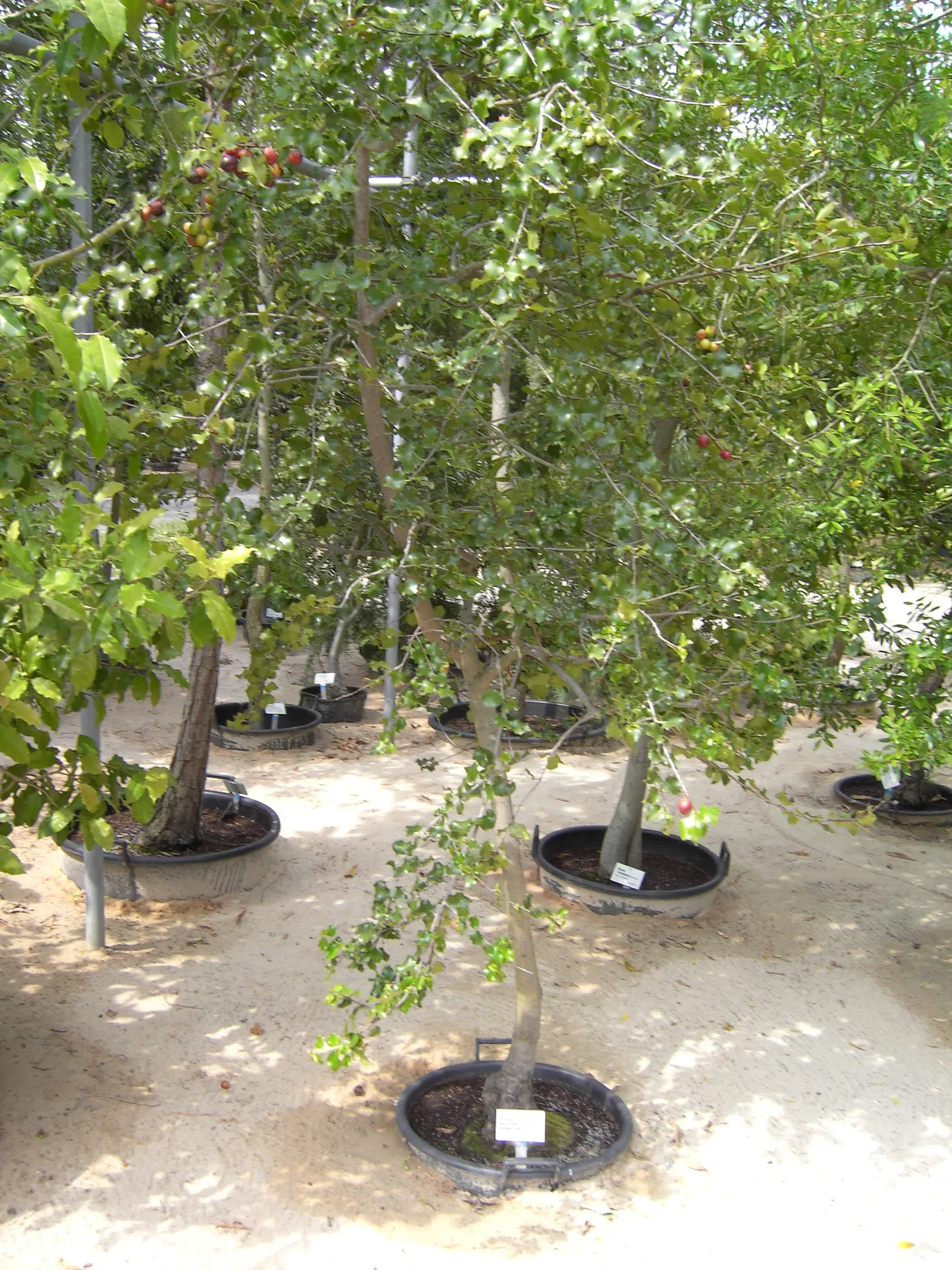 Hollyleaf Cherry (Prunus Ilicifolia Ssp. Ilicifolia) — ilicifolia, is an evergreen shrub native to California