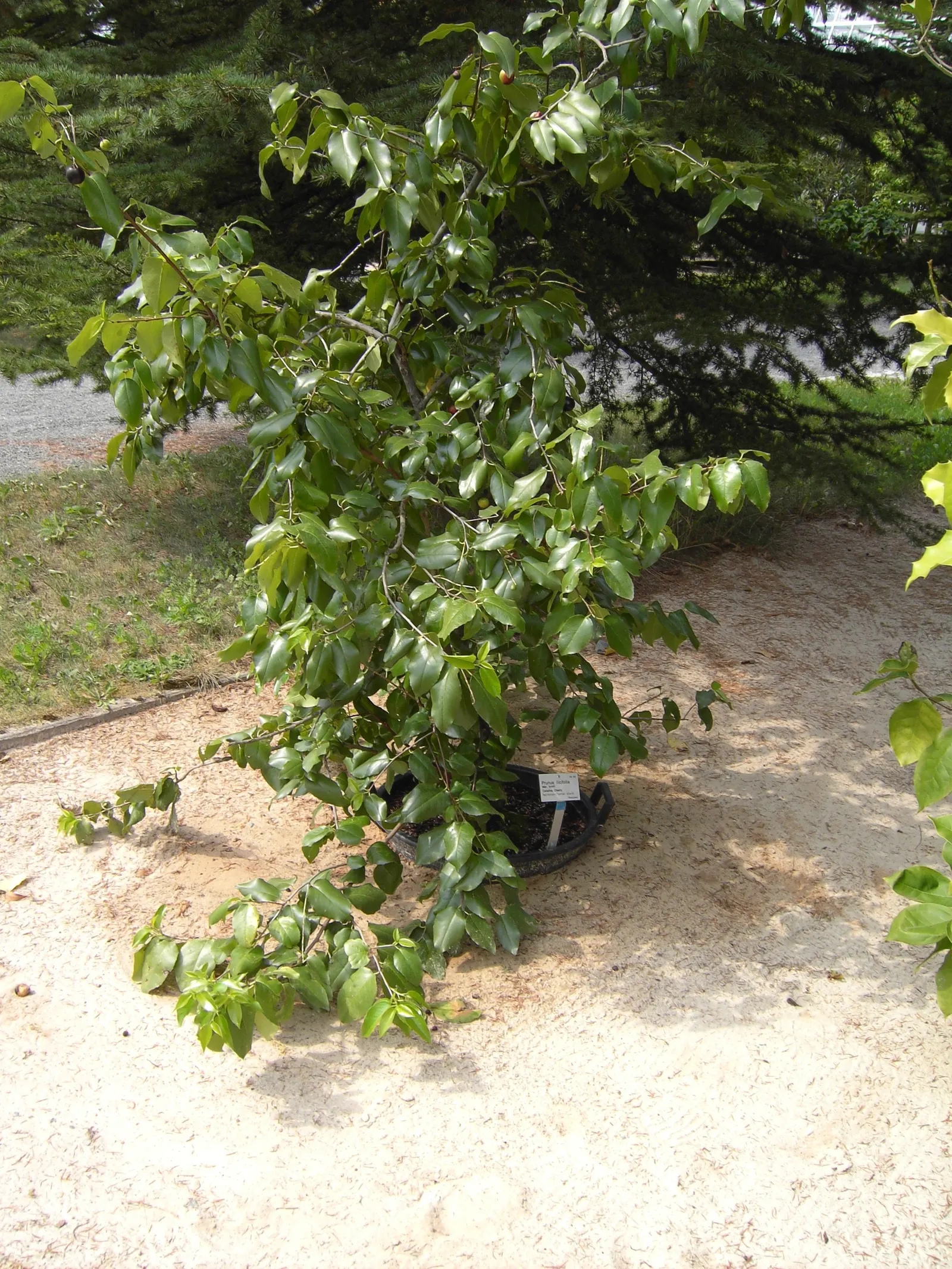 Hollyleaf Cherry (Prunus Ilicifolia Ssp. Ilicifolia) — reaches 10-15 feet in height