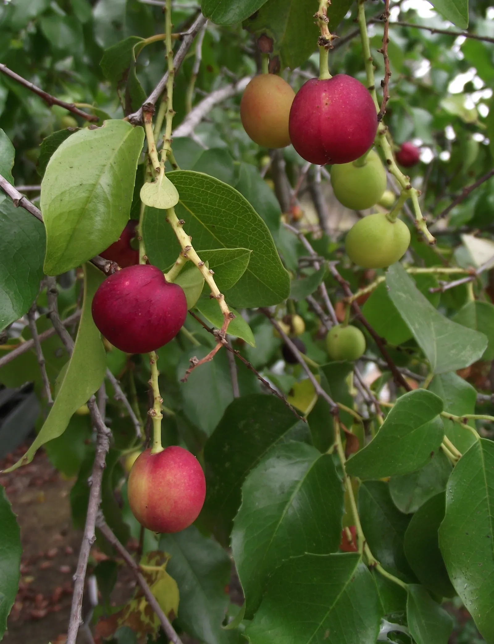 Hollyleaf Cherry (Prunus Ilicifolia Ssp. Ilicifolia) — while also being edible for humans after careful preparation.<br><br>Preferring full sun to partial shade