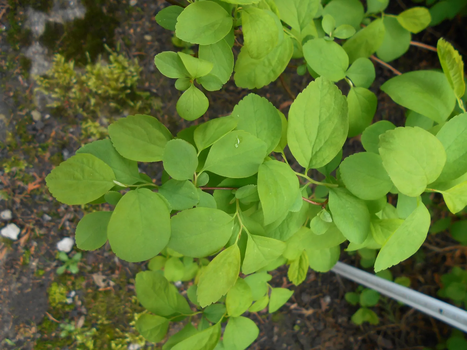 White Spiraea (Spiraea Betulifolia Var. Lucida) — enhancing the biodiversity of your garden.<br><br>For optimal growth