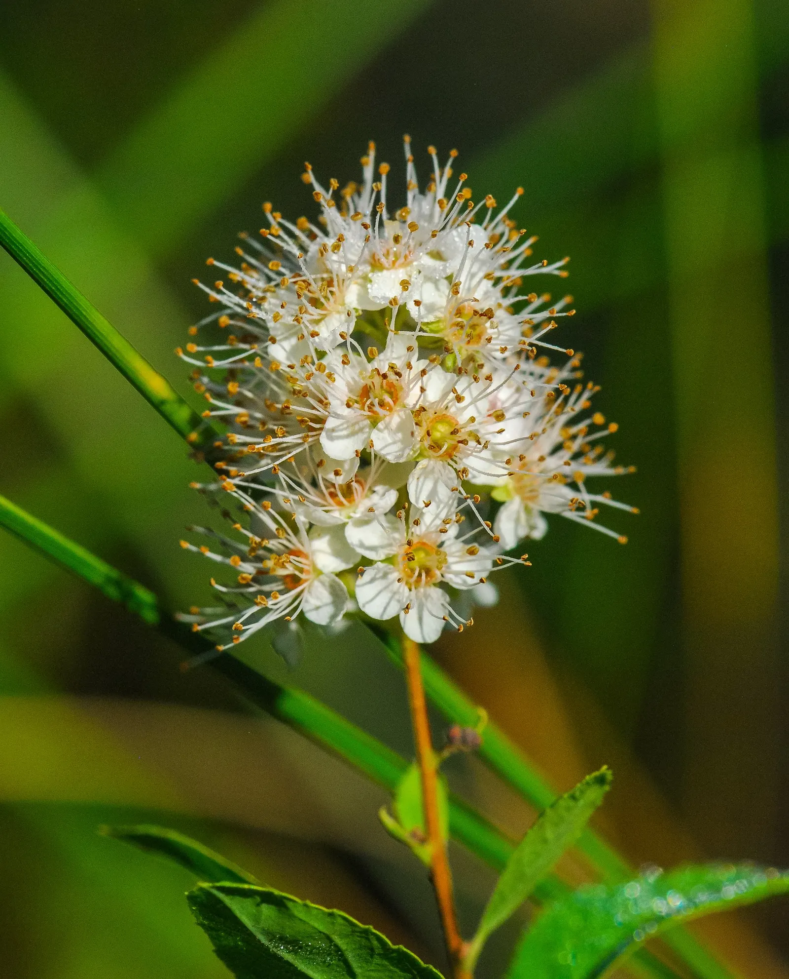 White Spiraea (Spiraea Betulifolia Var. Lucida) — White Spiraea (Spiraea betulifolia var