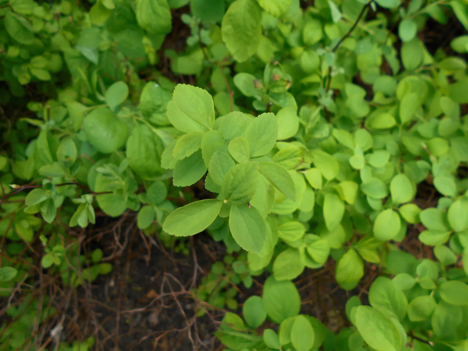 White Spiraea (Spiraea Betulifolia Var. Lucida) — requiring minimal pruning to retain its neat shape