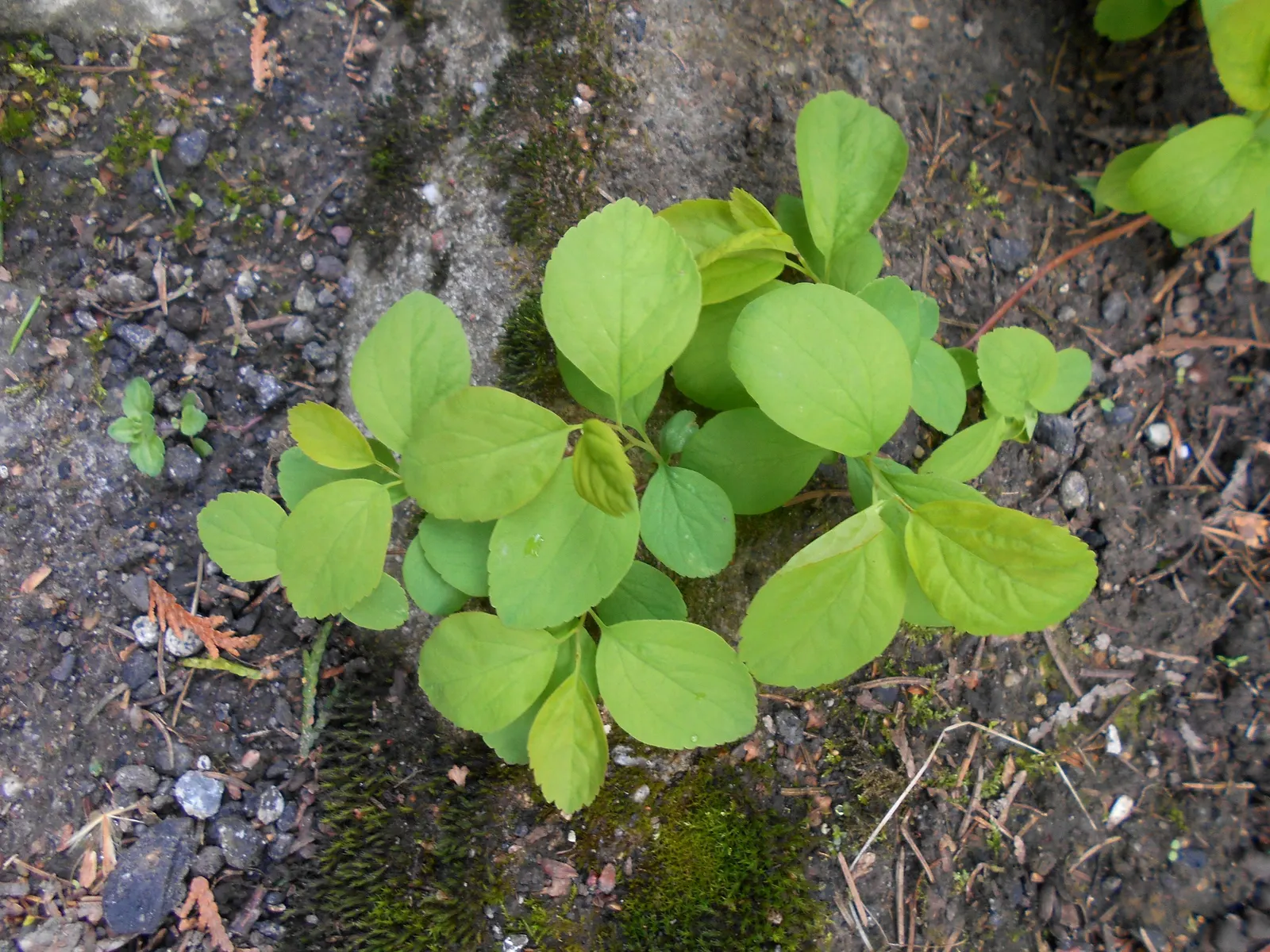 White Spiraea (Spiraea Betulifolia Var. Lucida) — White Spiraea (Spiraea betulifolia var; this hardy plant features bright green