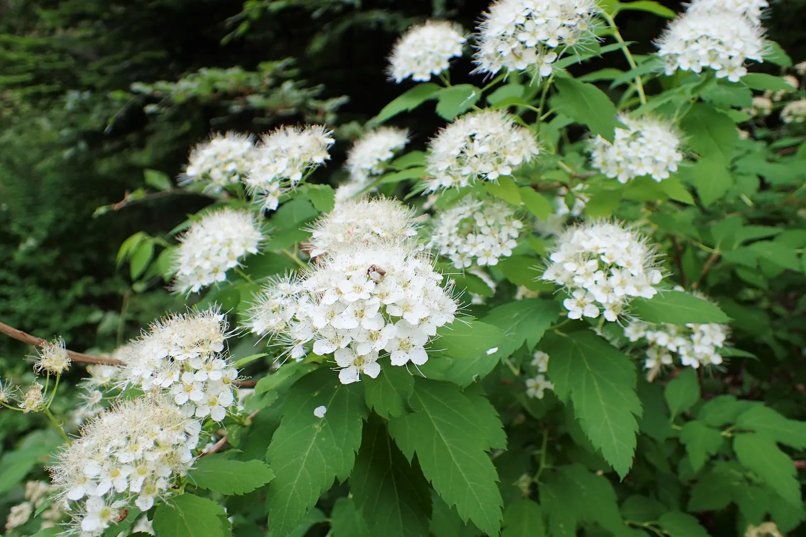 White Spiraea (Spiraea Betulifolia Var. Lucida) — each cluster spanning around 1 to 3 inches across