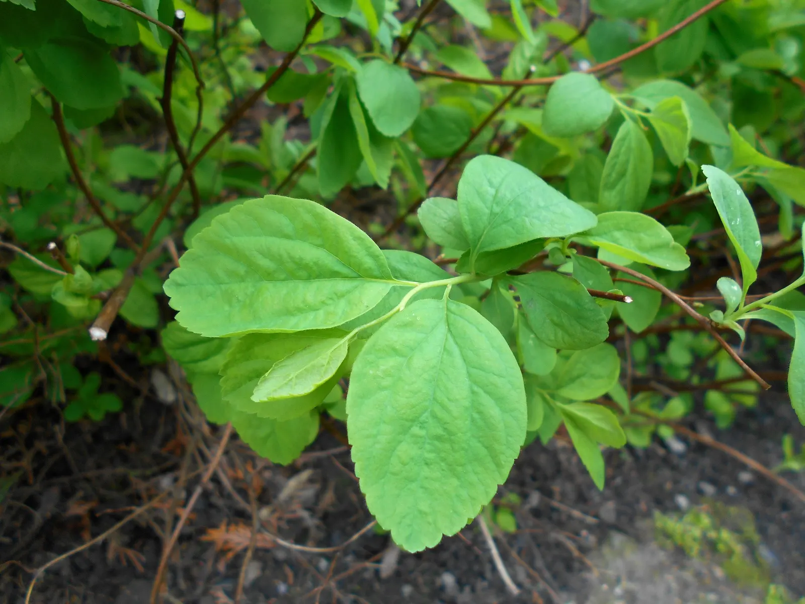 White Spiraea (Spiraea Betulifolia Var. Lucida) — White Spiraea prefers well-drained soil and can tolerate a range of soil types