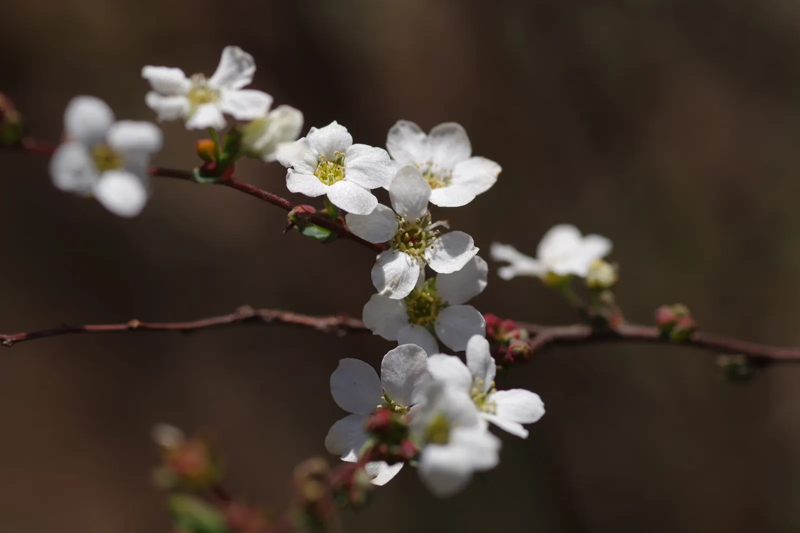 White Spiraea (Spiraea Betulifolia Var. Lucida) — lucida) is a versatile, deciduous shrub reaching 3-4 ft in height and spread; mature specimens typically