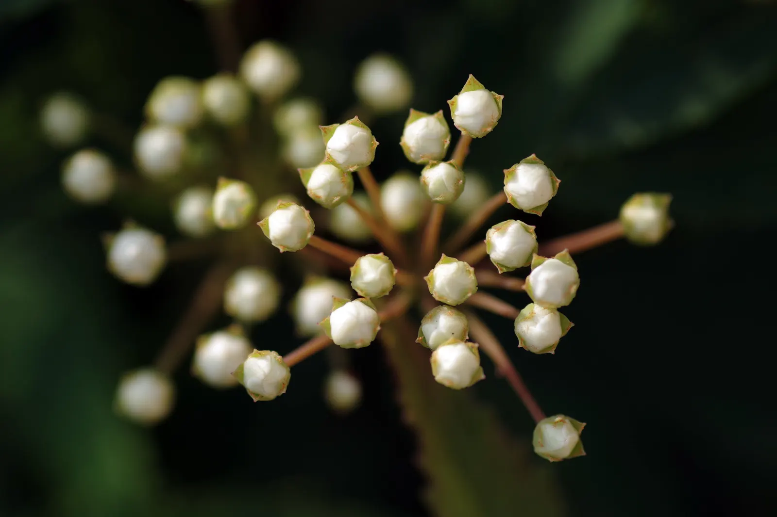 White Spiraea (Spiraea Betulifolia Var. Lucida) — shrub with white blooms