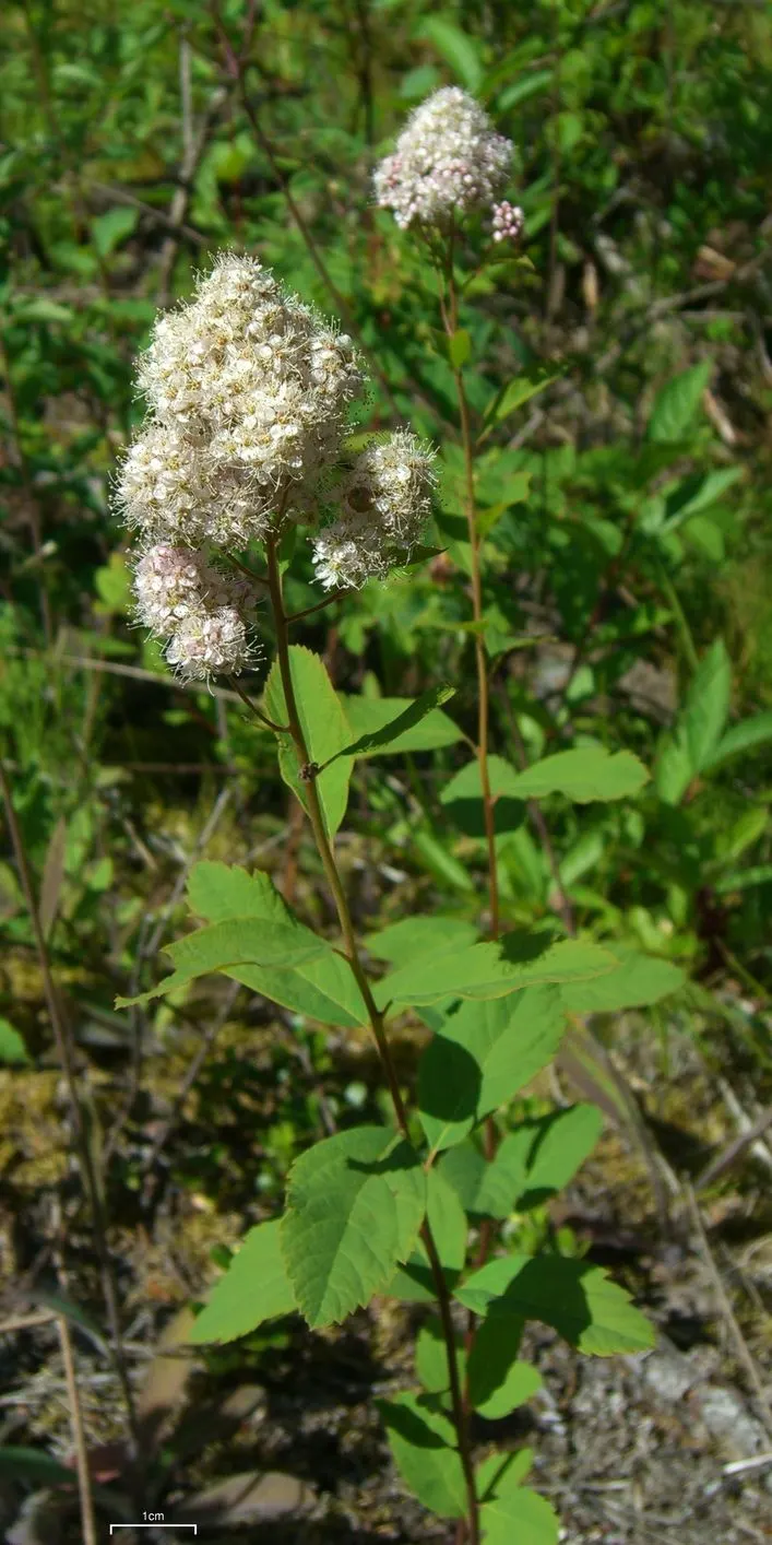 White Spiraea (Spiraea Betulifolia Var. Lucida) — It is best positioned in full sun to part shade
