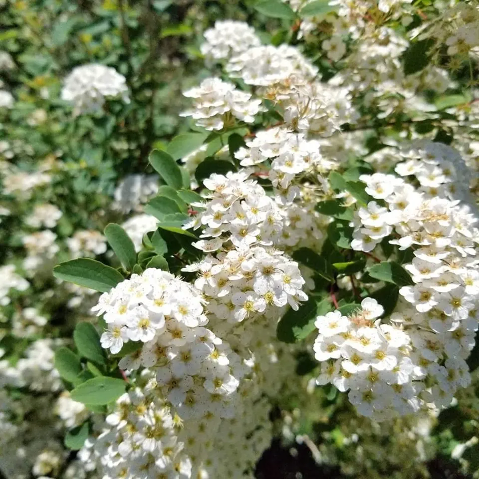 White Spiraea (Spiraea Betulifolia Var. Lucida) — Showcasing clusters of snowy-white flowers in late spring to early summer that attract pollinators; white
