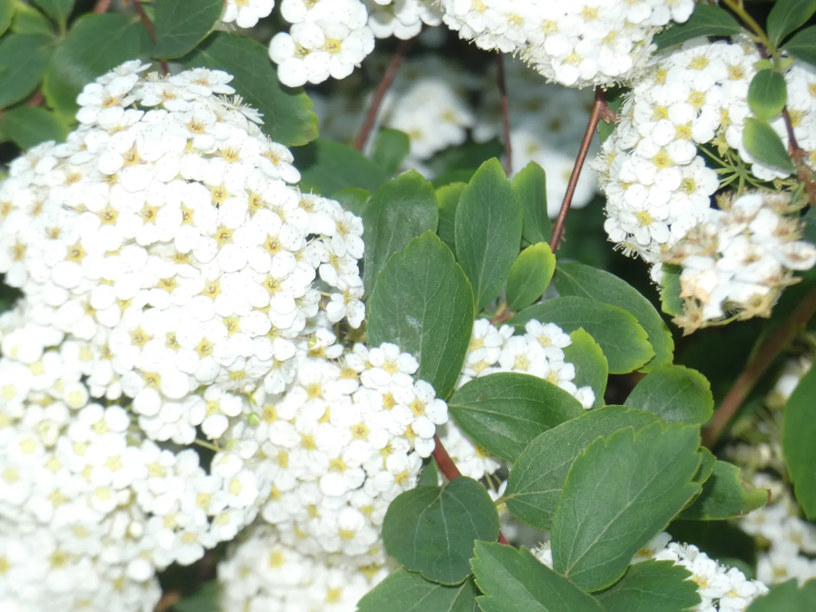 White Spiraea (Spiraea Betulifolia Var. Lucida) — Showcasing clusters of snowy-white flowers in late spring to early summer that attract pollinators