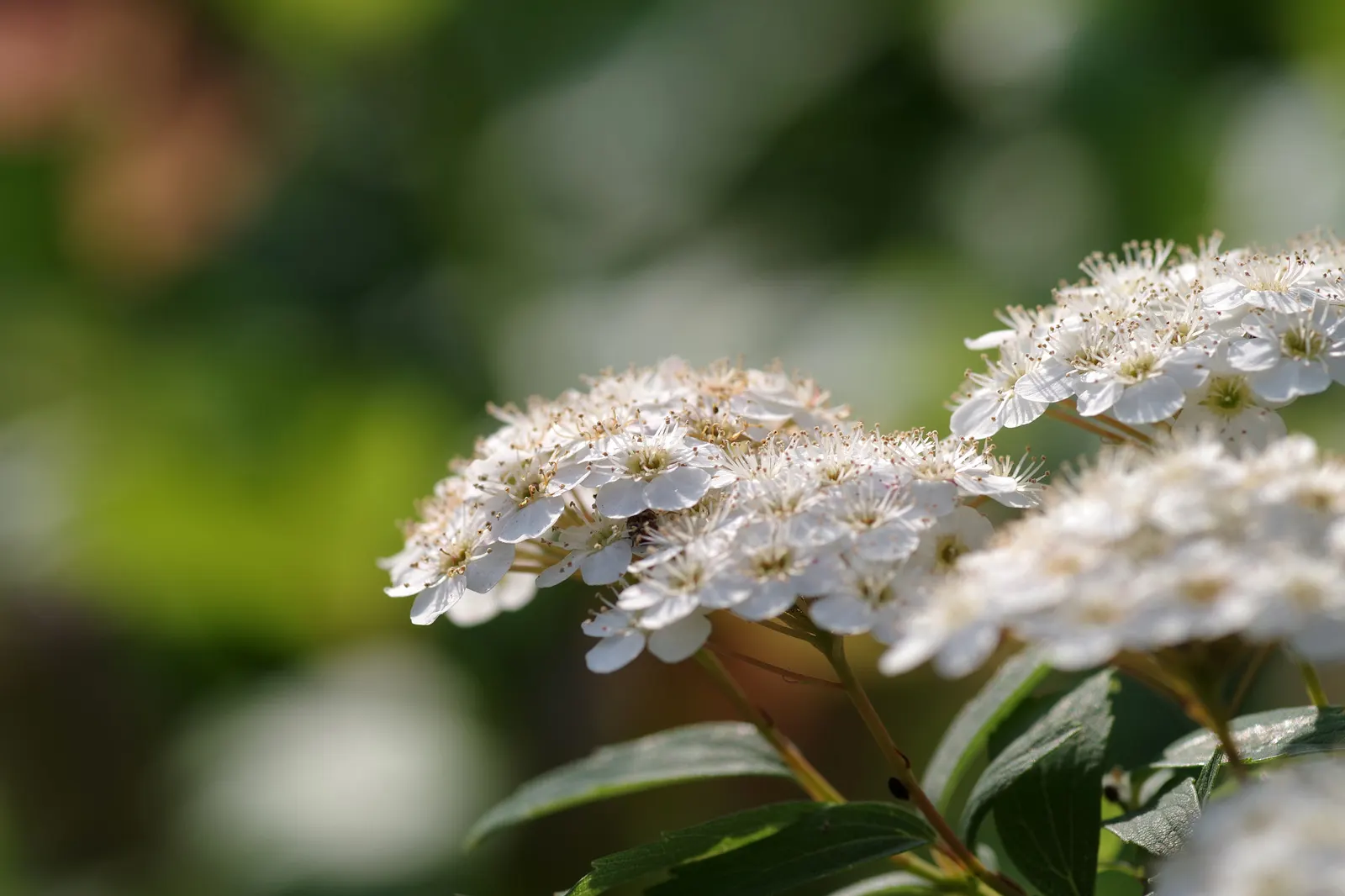 White Spiraea (Spiraea Betulifolia Var. Lucida) — shrub for full
