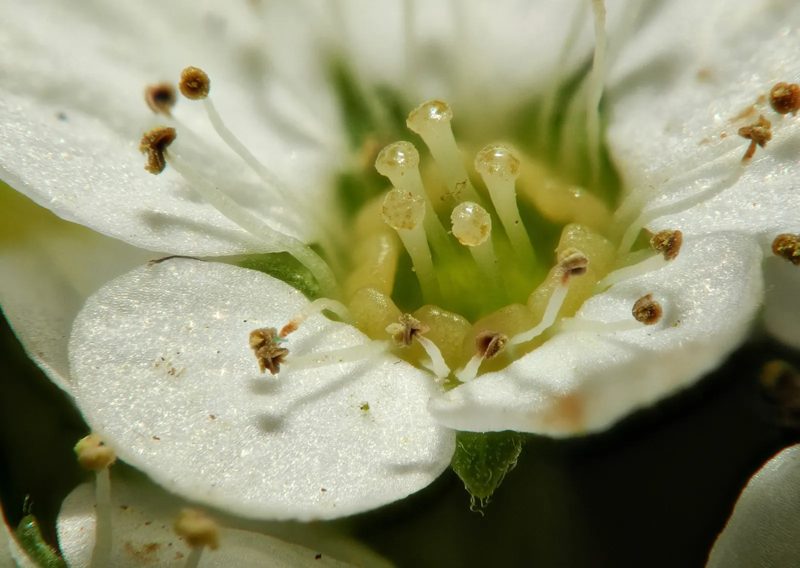 White Spiraea (Spiraea Betulifolia Var. Lucida) — resembling the leaves of birch trees