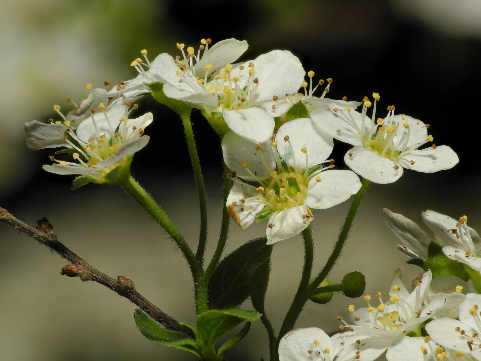White Spiraea (Spiraea Betulifolia Var. Lucida) — It thrives in full sun to partial shade and well-drained soils
