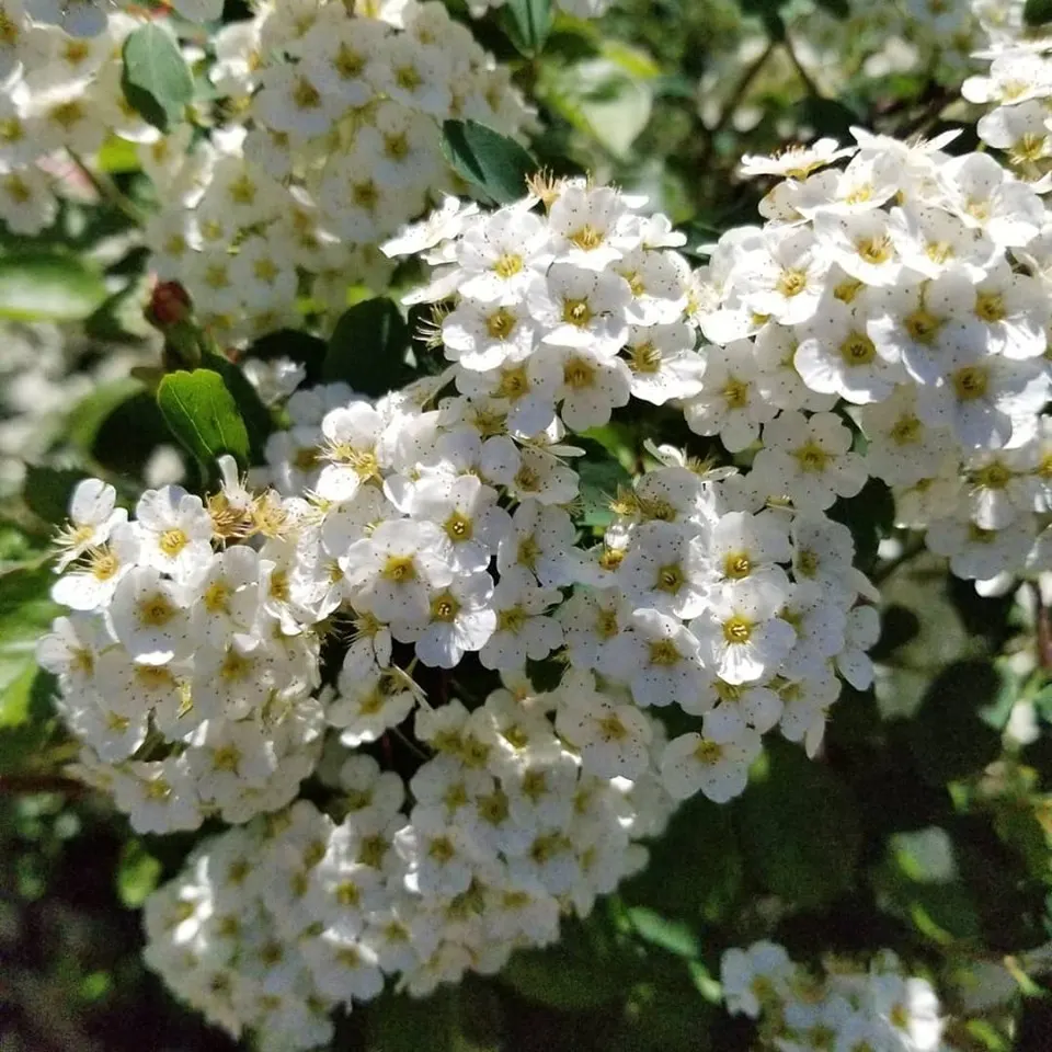 White Spiraea (Spiraea Betulifolia Var. Lucida) — birch-like leaves that morph to a vibrant yellow in fall