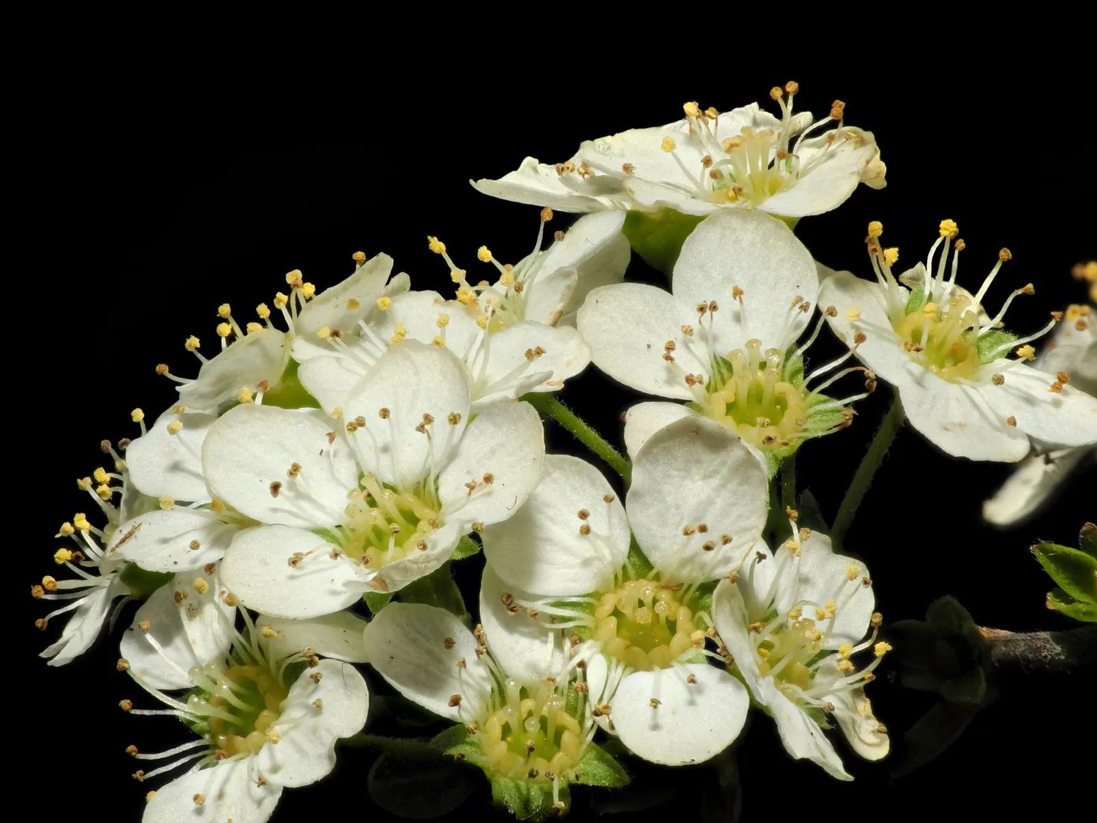 White Spiraea (Spiraea Betulifolia Var. Lucida) — often referred to as 'Shiny Leaf Spiraea'