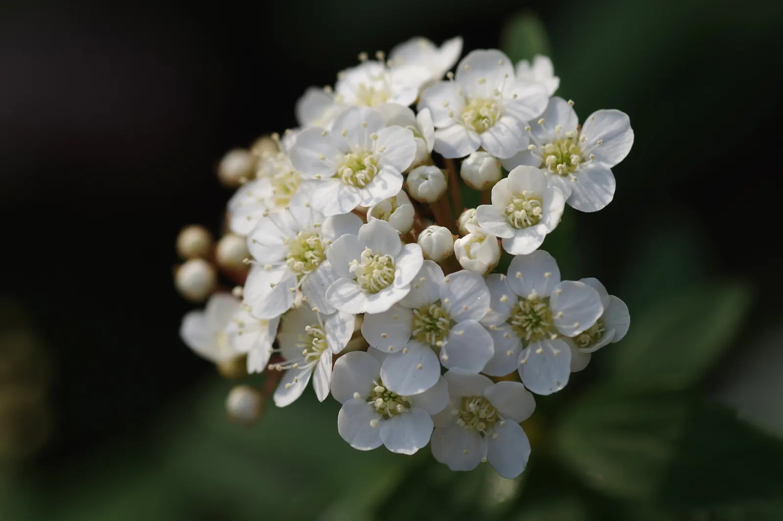 White Spiraea (Spiraea Betulifolia Var. Lucida) — White Spiraea demonstrates good tolerance to cold and is low maintenance