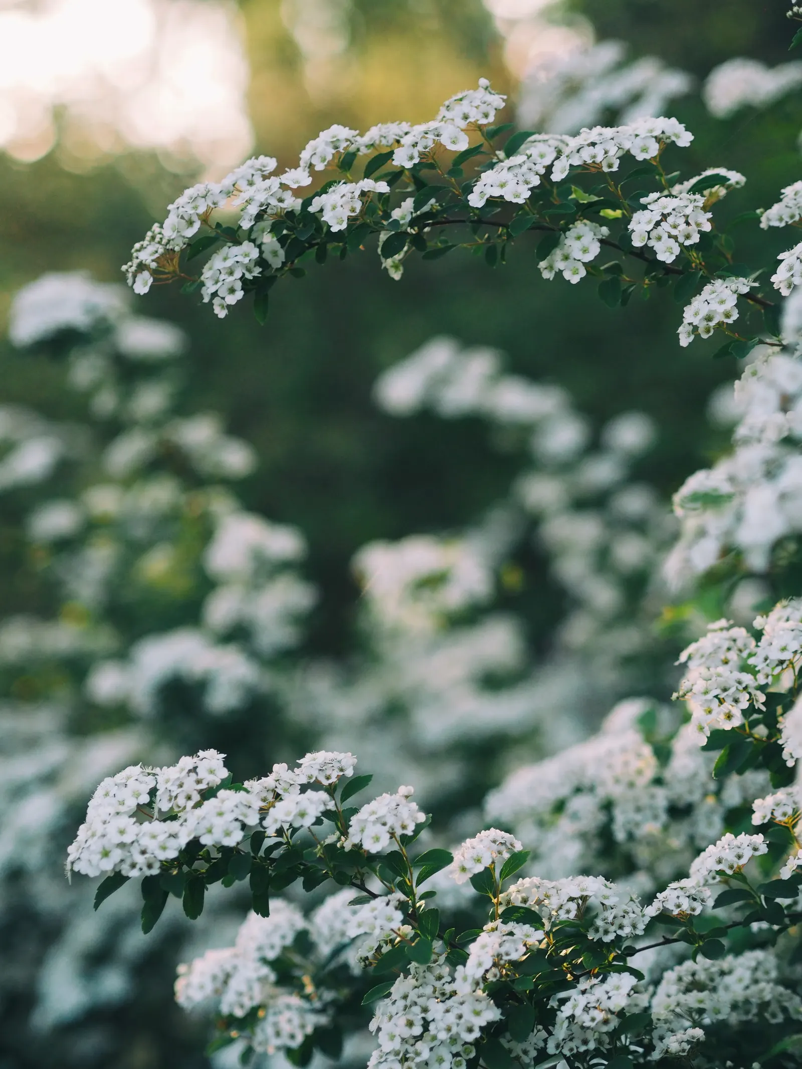 White Spiraea (Spiraea Betulifolia Var. Lucida) — the shrub becomes a focal point as it blossoms with clusters of radiant white flowers