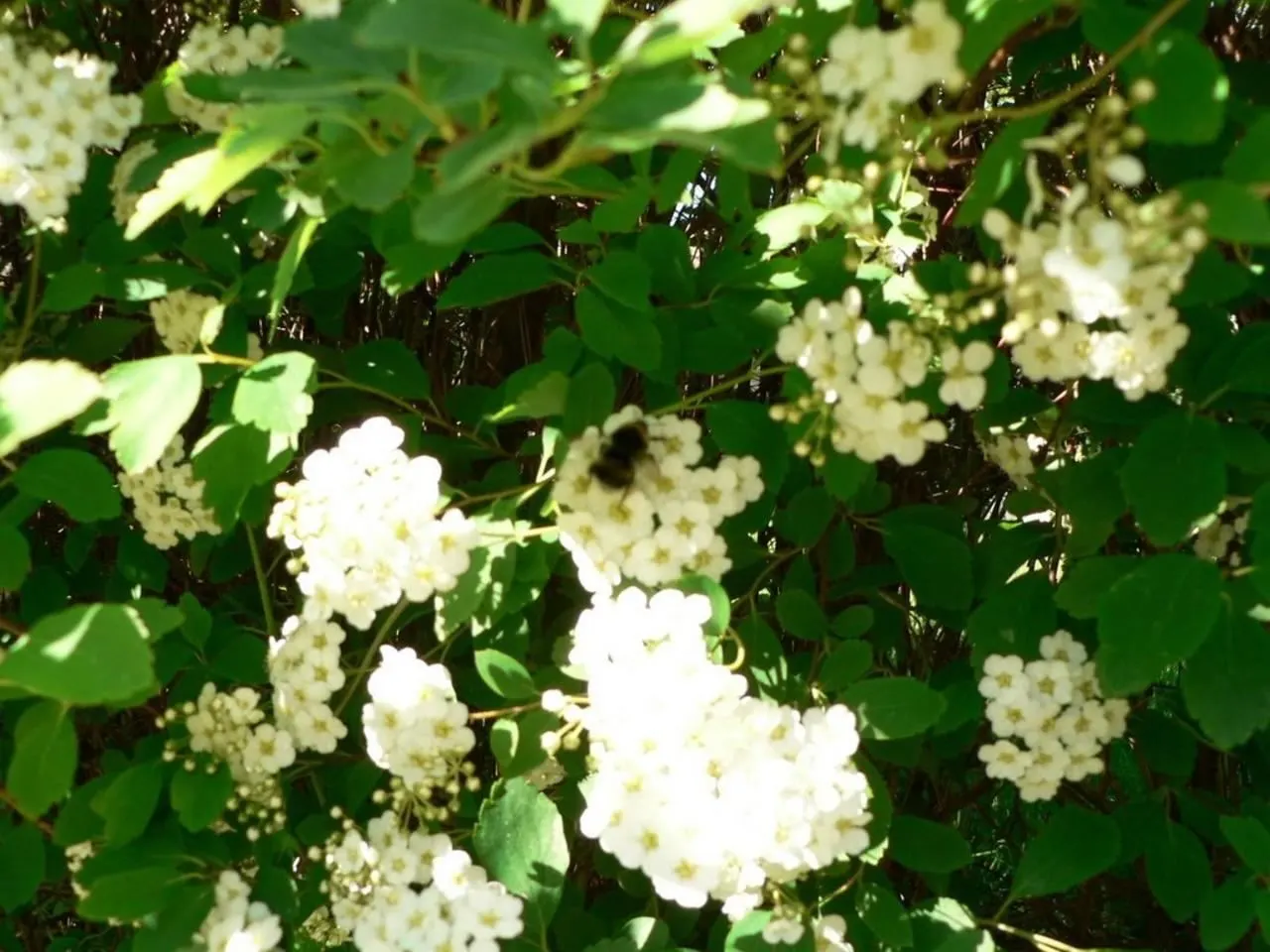 White Spiraea (Spiraea Betulifolia Var. Lucida) — this hardy plant features bright green