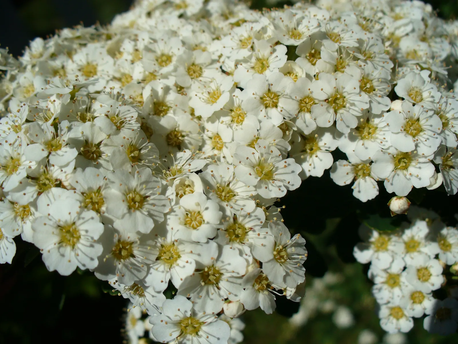 White Spiraea (Spiraea Betulifolia Var. Lucida) — In spring and early summer