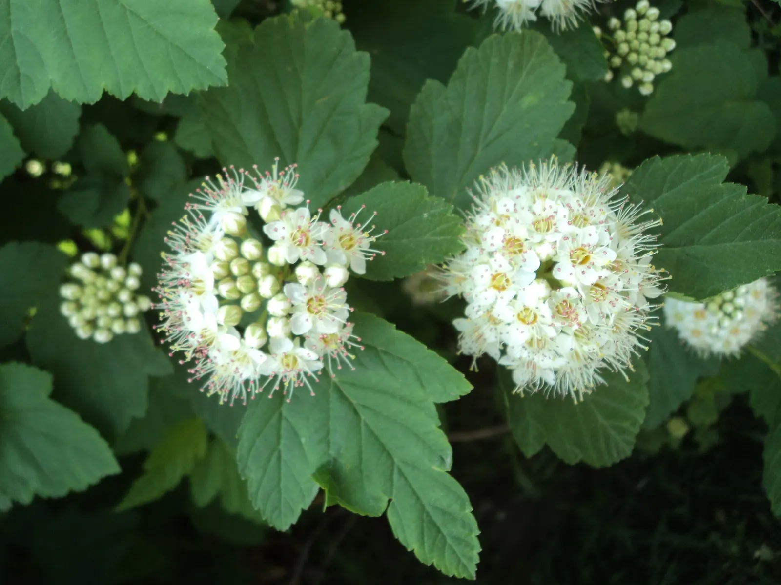 White Spiraea (Spiraea Betulifolia Var. Lucida) — lucida) is a versatile, deciduous shrub reaching 3-4 ft in height and spread