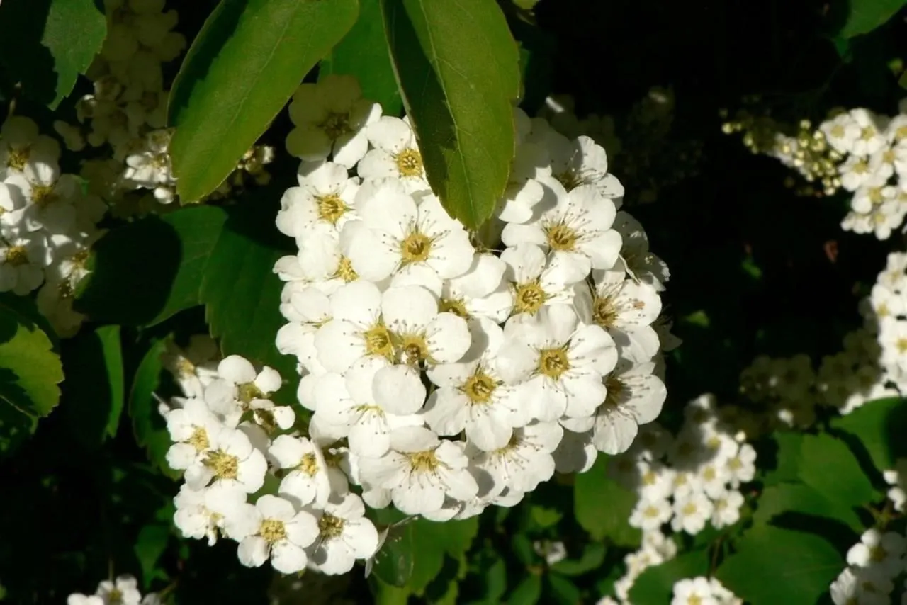 White Spiraea (Spiraea Betulifolia Var. Lucida) — The White Spiraea, known scientifically as Spiraea betulifolia var