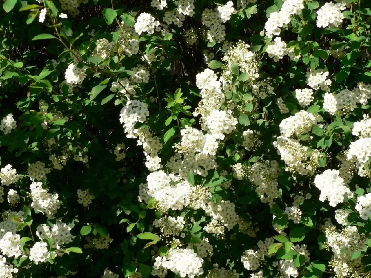 White Spiraea (Spiraea Betulifolia Var. Lucida) — is favored for its resilience and eye-catching foliage